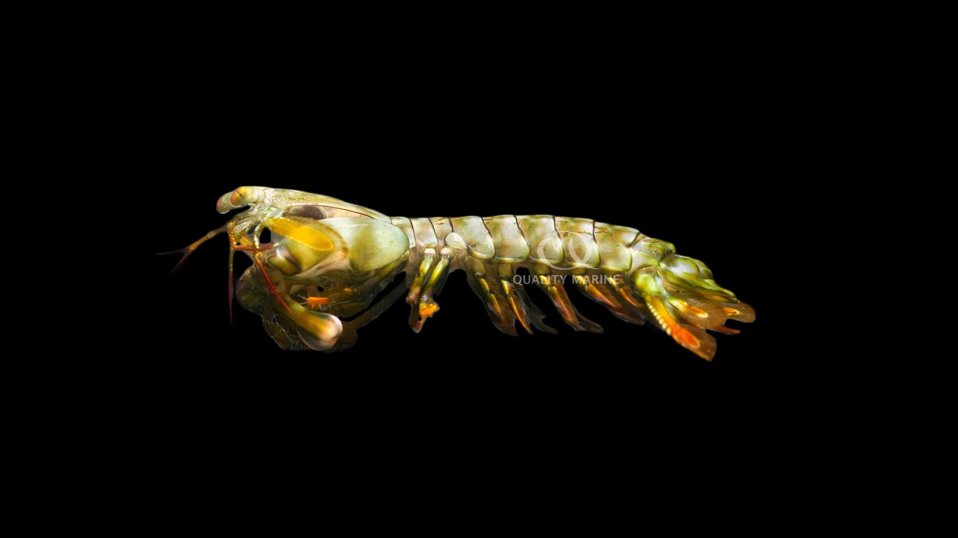 1920x1080 The Mystery Of The Amazing Mantis