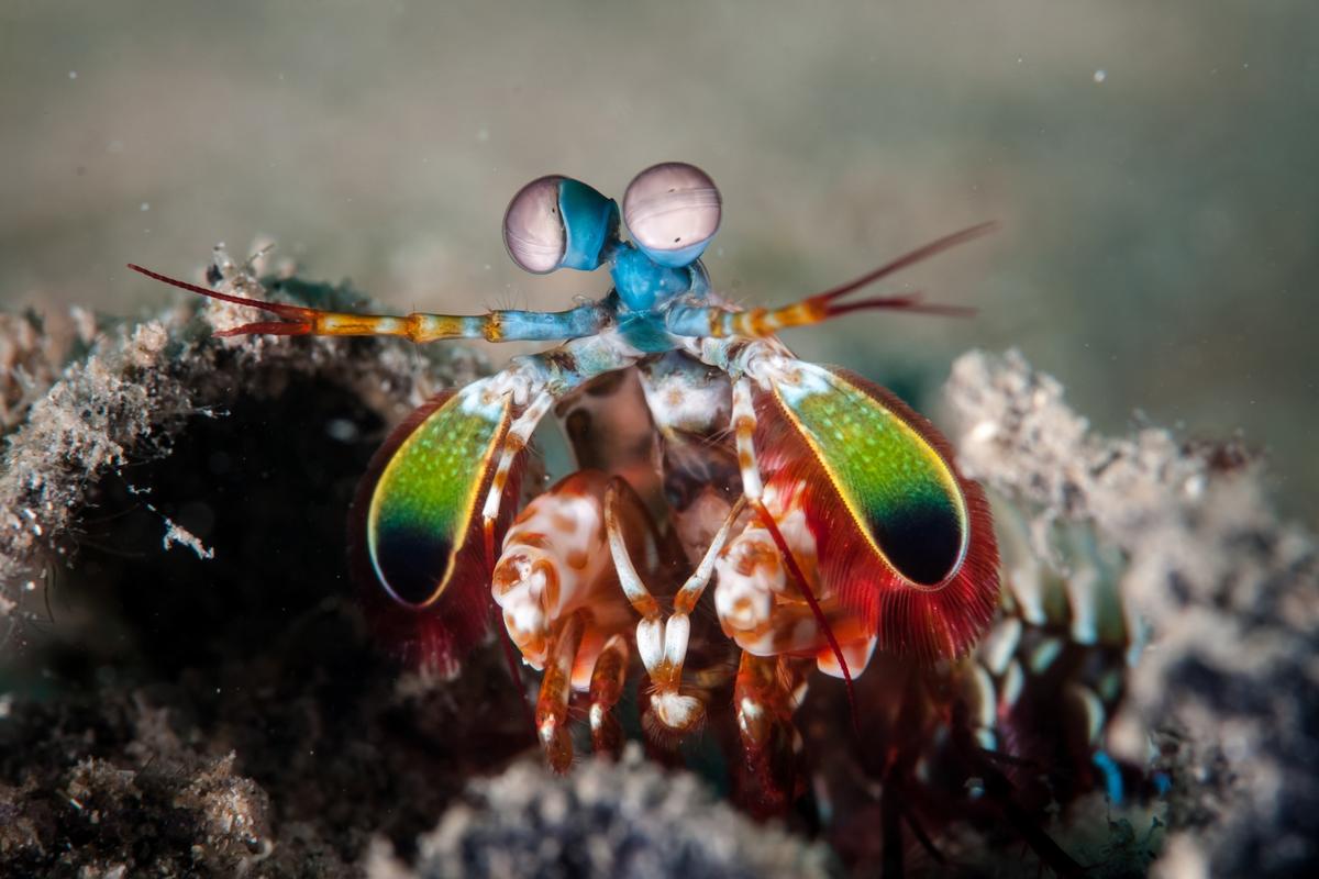 1200x800 deadly mantis shrimp keeps cracks