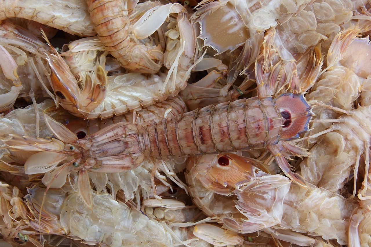 1280x853 Free Mantis Shrimp & Shrimp Image