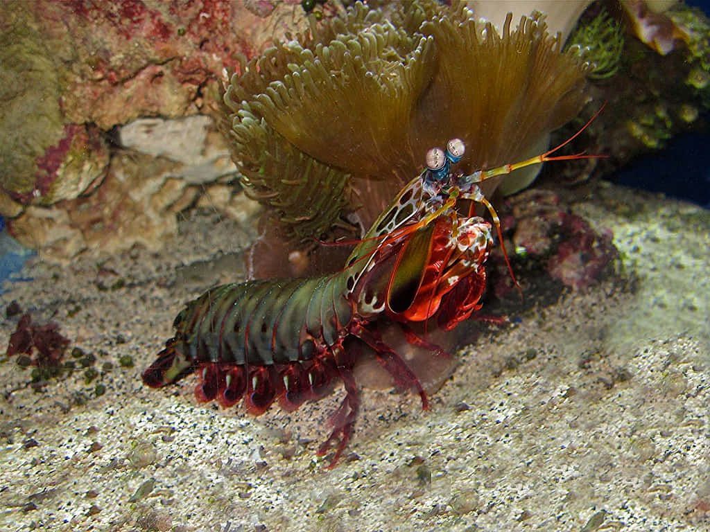 1024x768 Peacock Mantis Shrimp Wallpaper