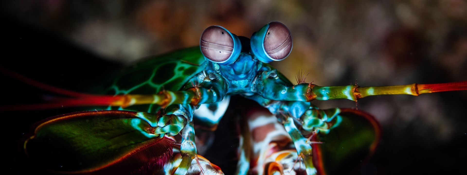 1920x720 vision discoveries in mantis shrimp
