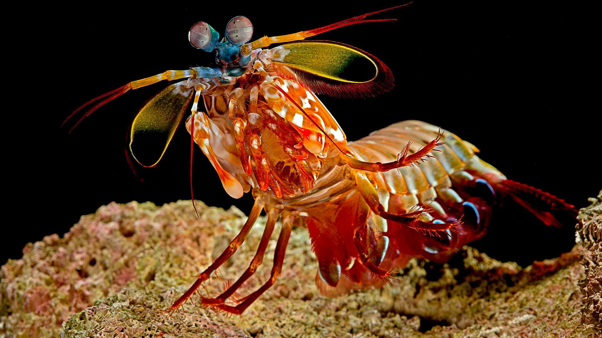 1920x1080 Warning after dangerous mantis shrimp