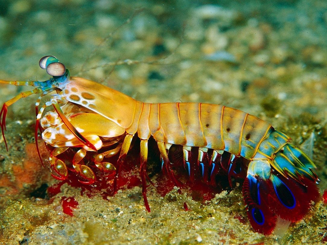 1084x813 Peacock Mantis Shrimp