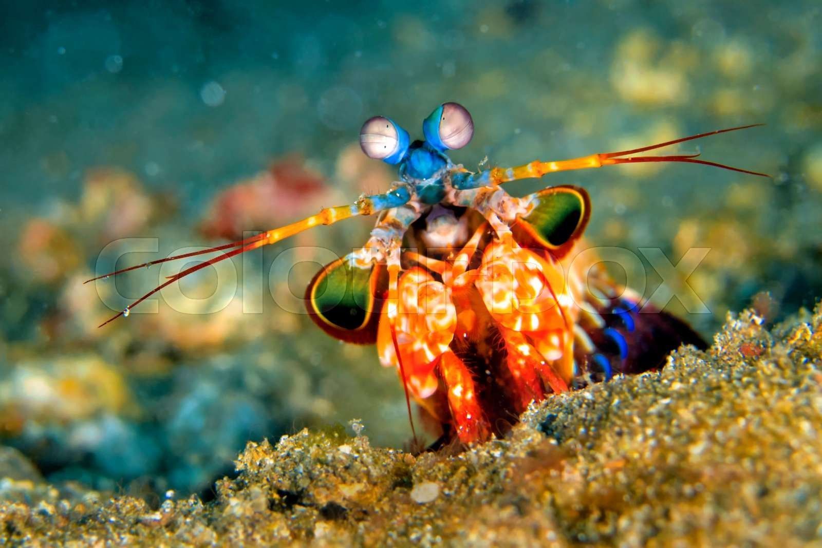 1600x1067 Mantis Shrimp, Peacock Mantis, Lembeh
