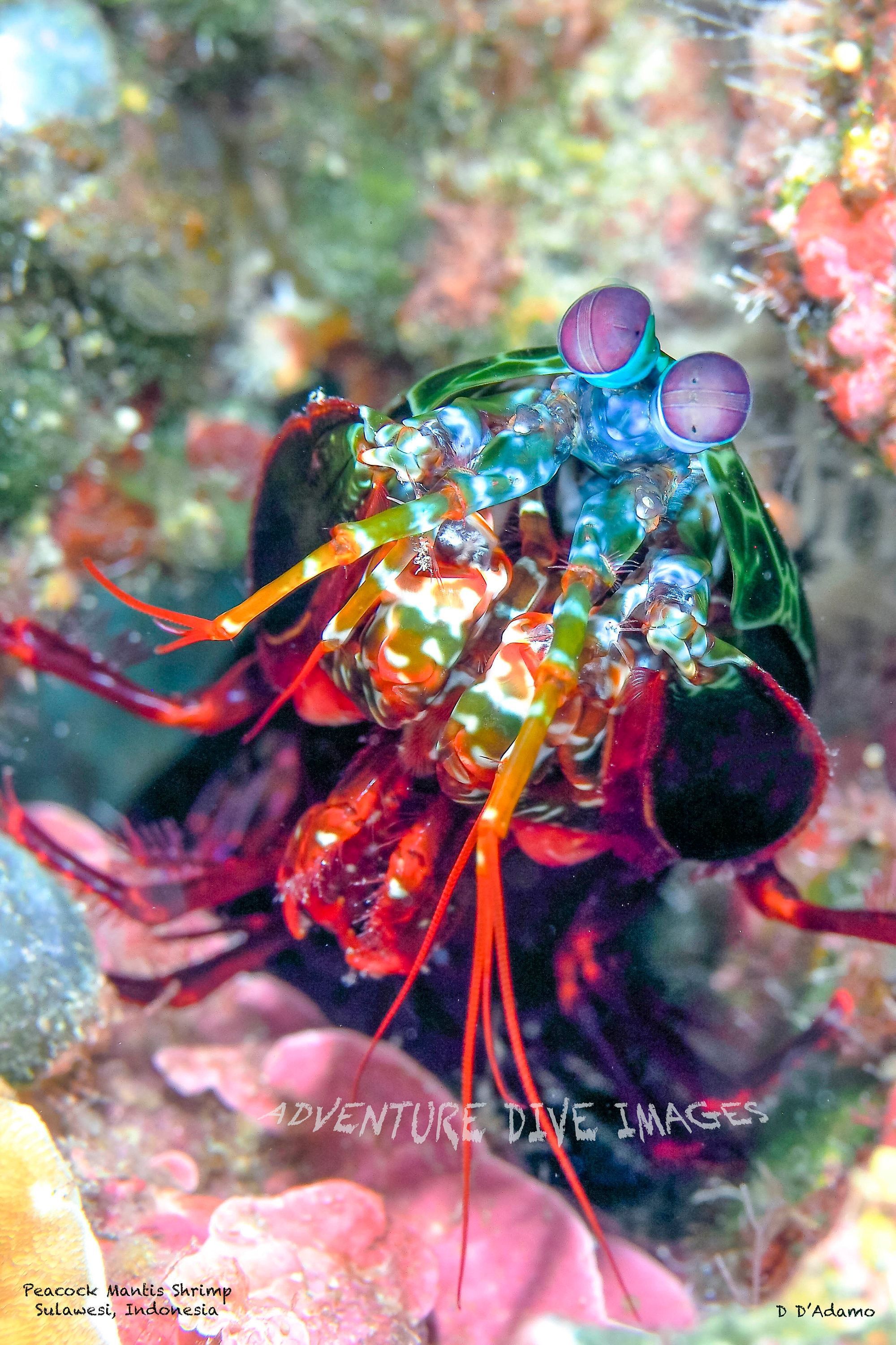2000x3000 MANTIS SHRIMP Original Photography