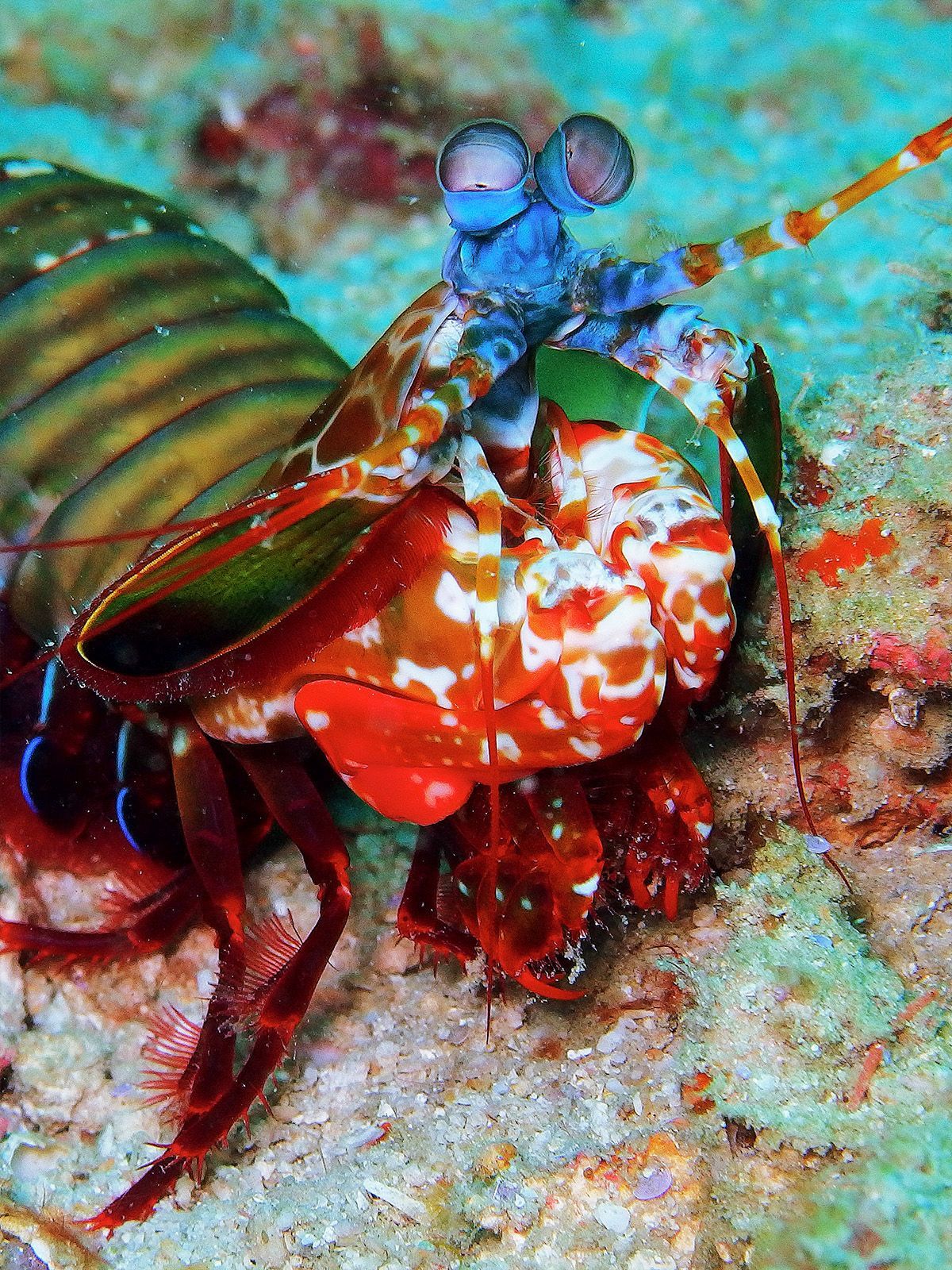 1200x1600 The Mantis Shrimp - Behance