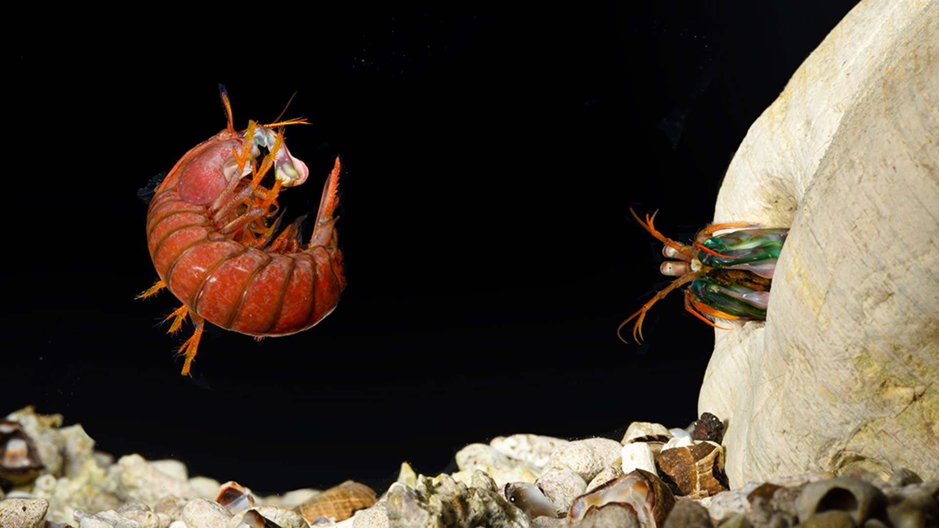 1920x1080 Watch Mantis Shrimp Fight Club. Absurd