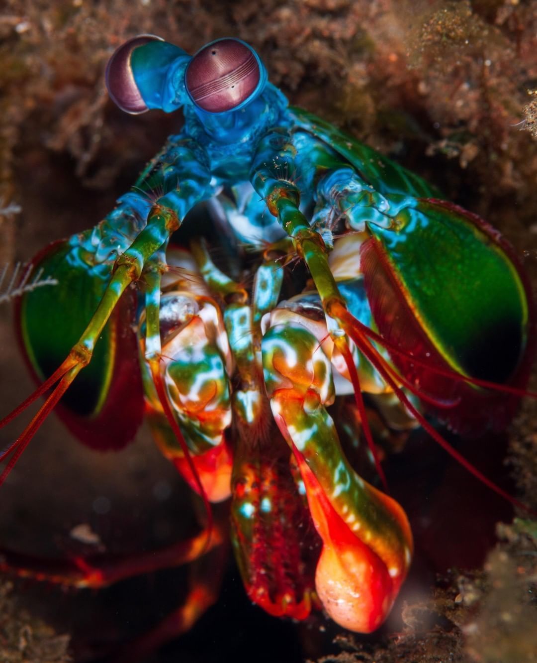 1080x1332 Peacock mantis shrimp Odontodactylus