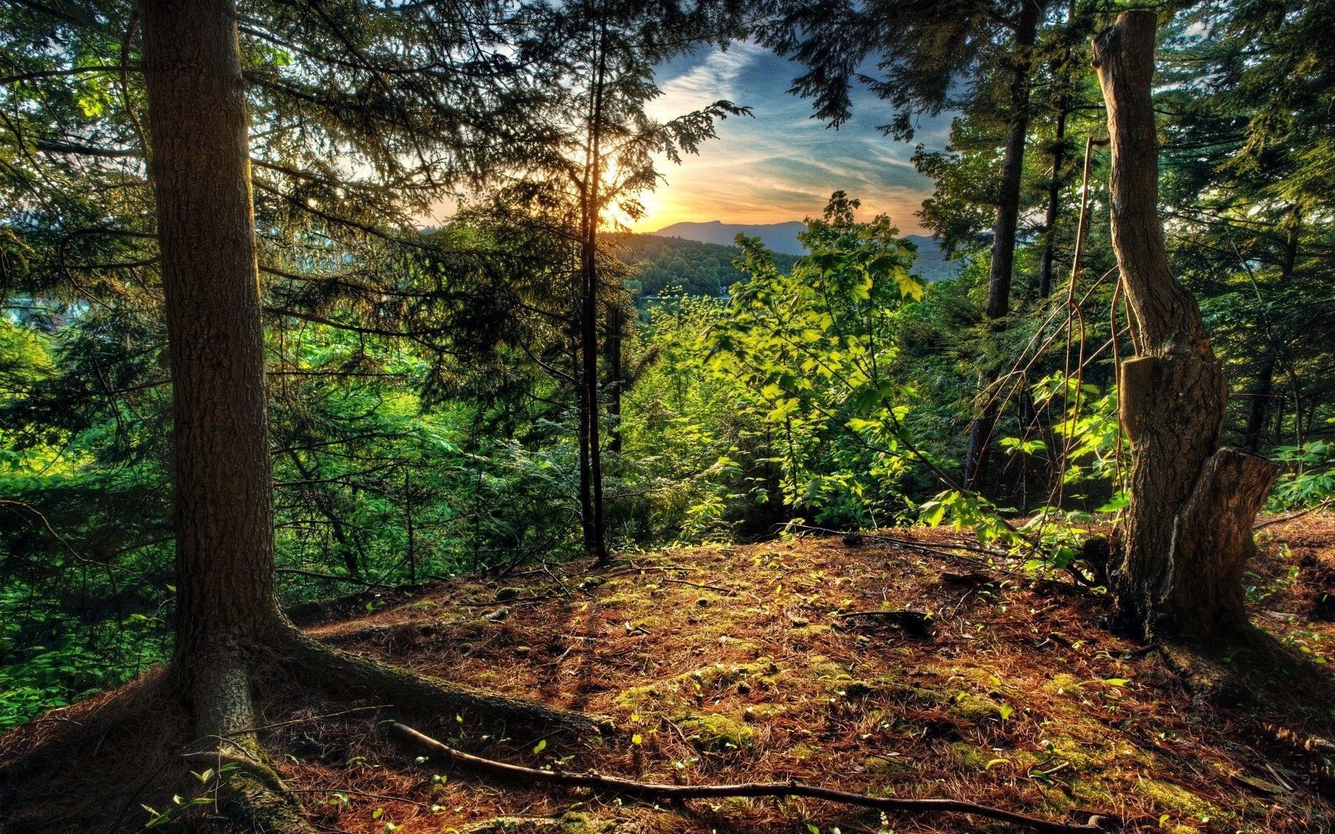 1920x1200 HD Large Nature Wallpaper