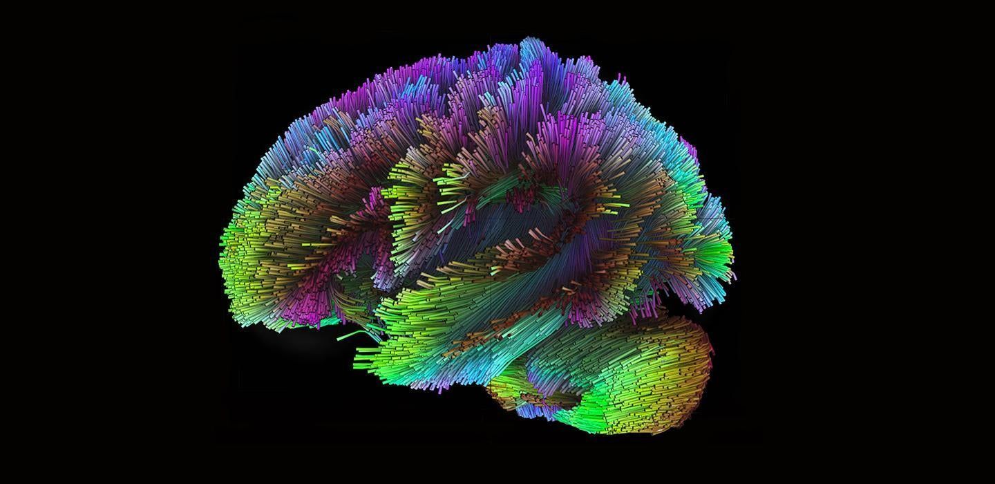 1440x700 A Little Studied Brain Circuit Could