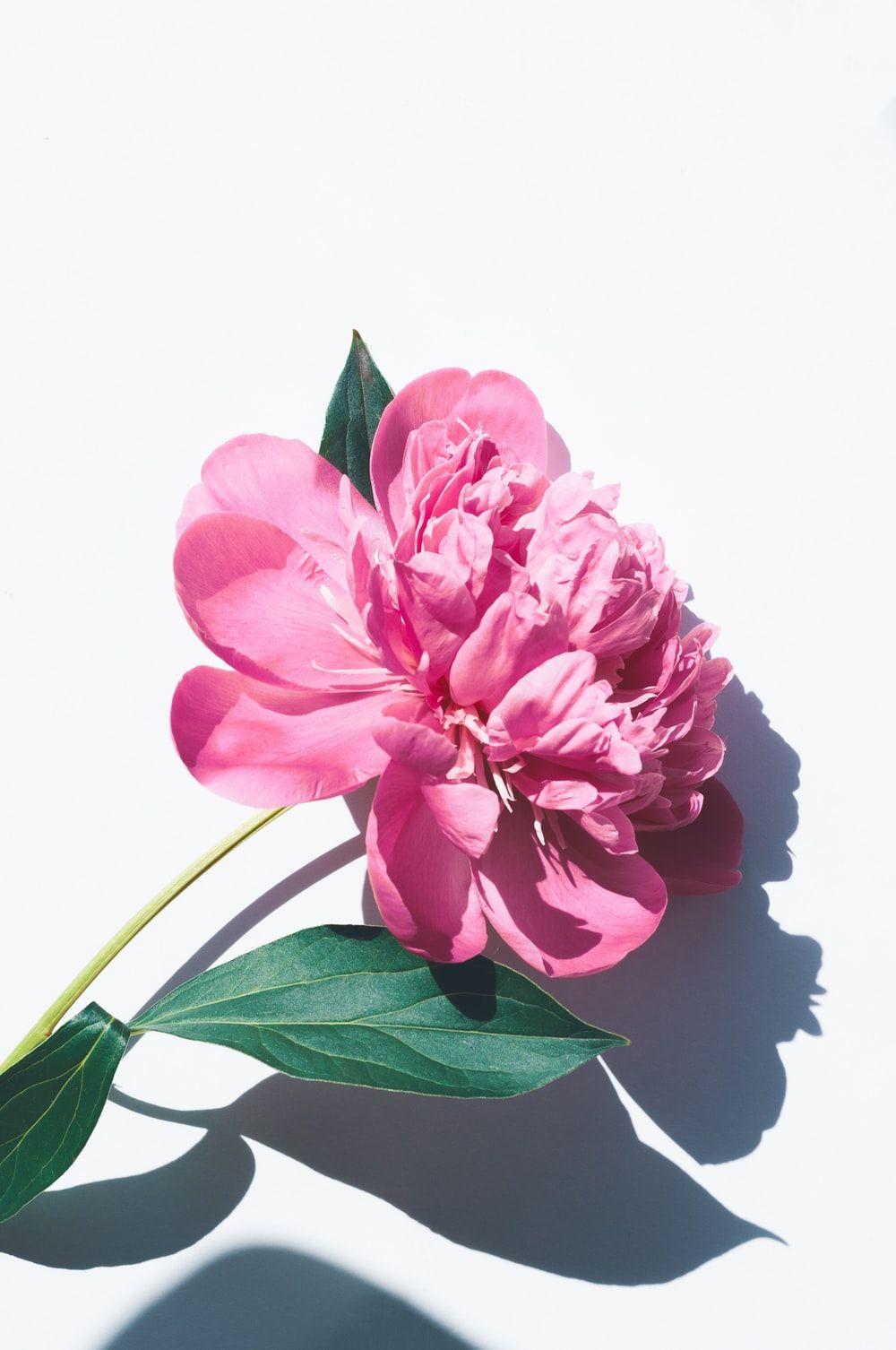 1000x1506 Peony Picture [HD]. Download Free Image