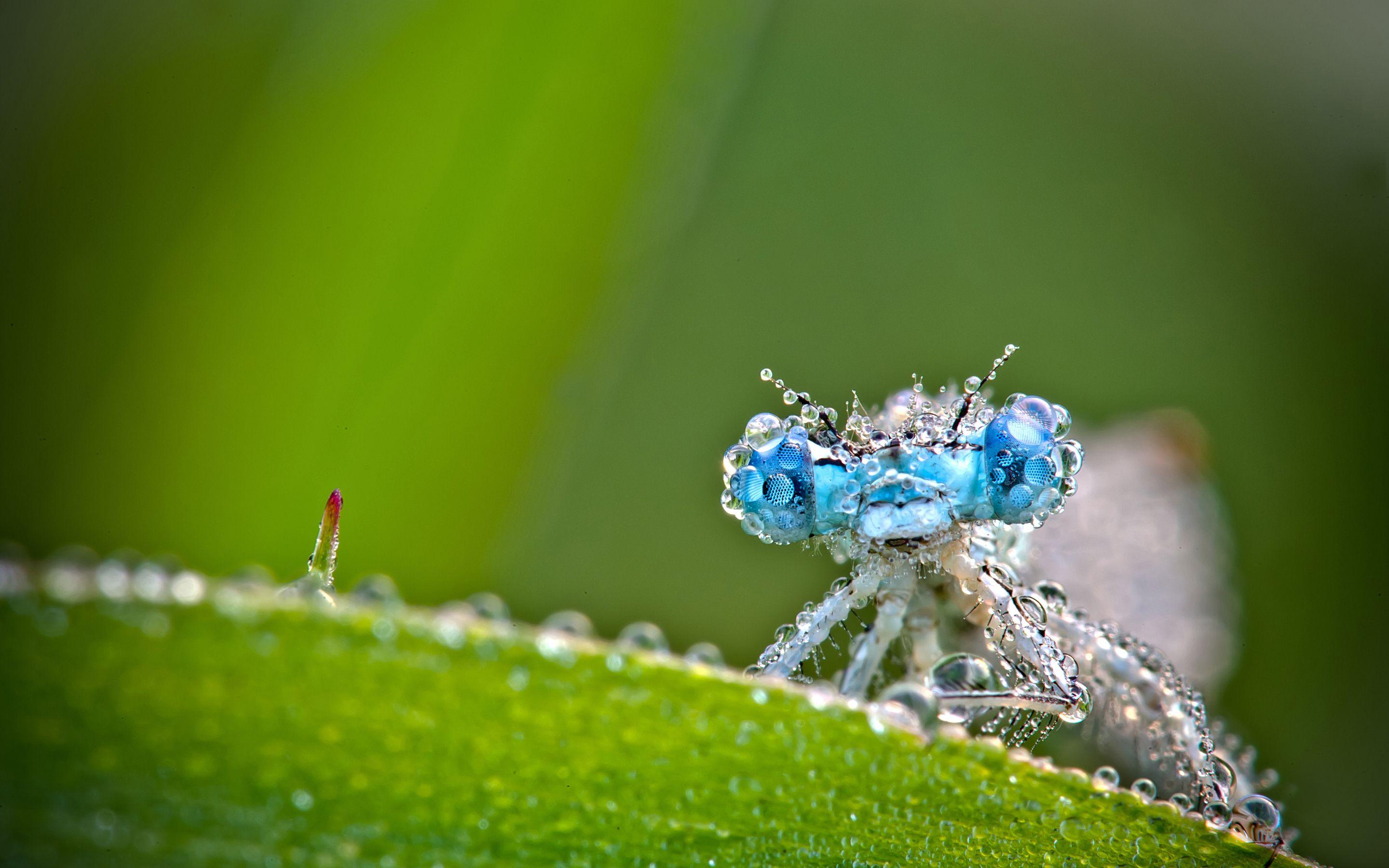 Macro Photography Wallpapers Top Free Macro Photography Backgrounds 