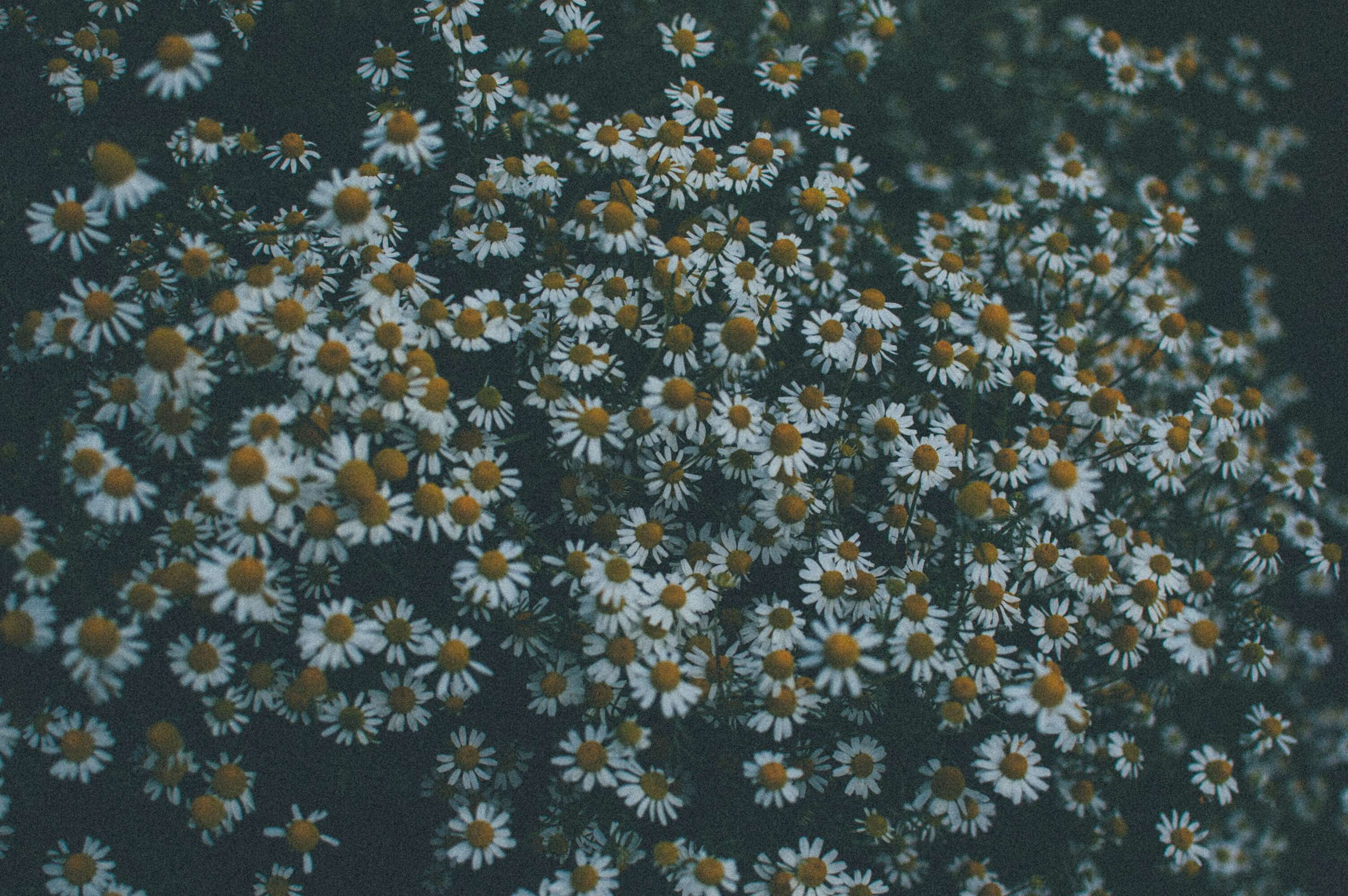 3008x2000 dark, flowers, grass, hipster, sad, week winter