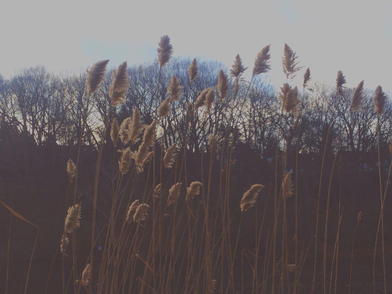 1280x960 alternative, canada, cute, high park, hipster, indie, nature