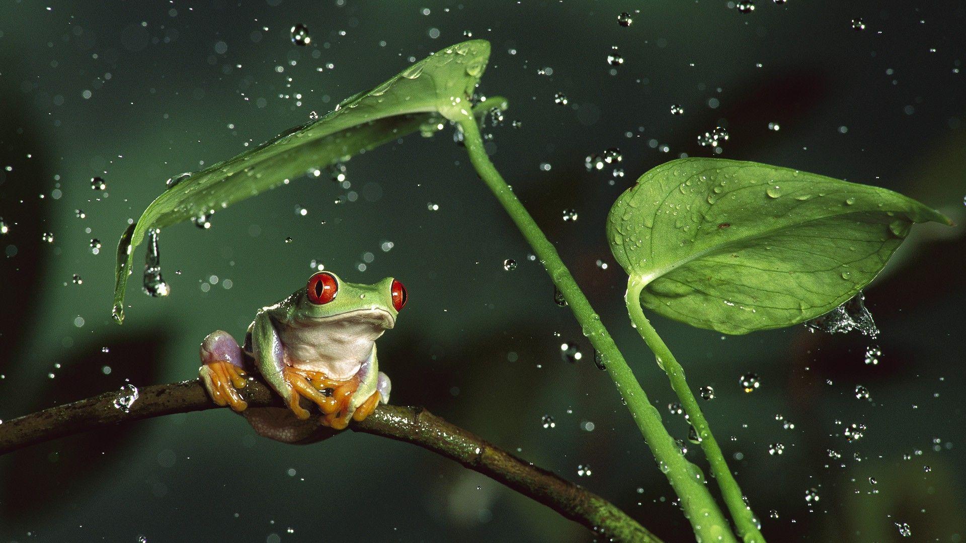 1920x1080 Macro Photography Wallpaper