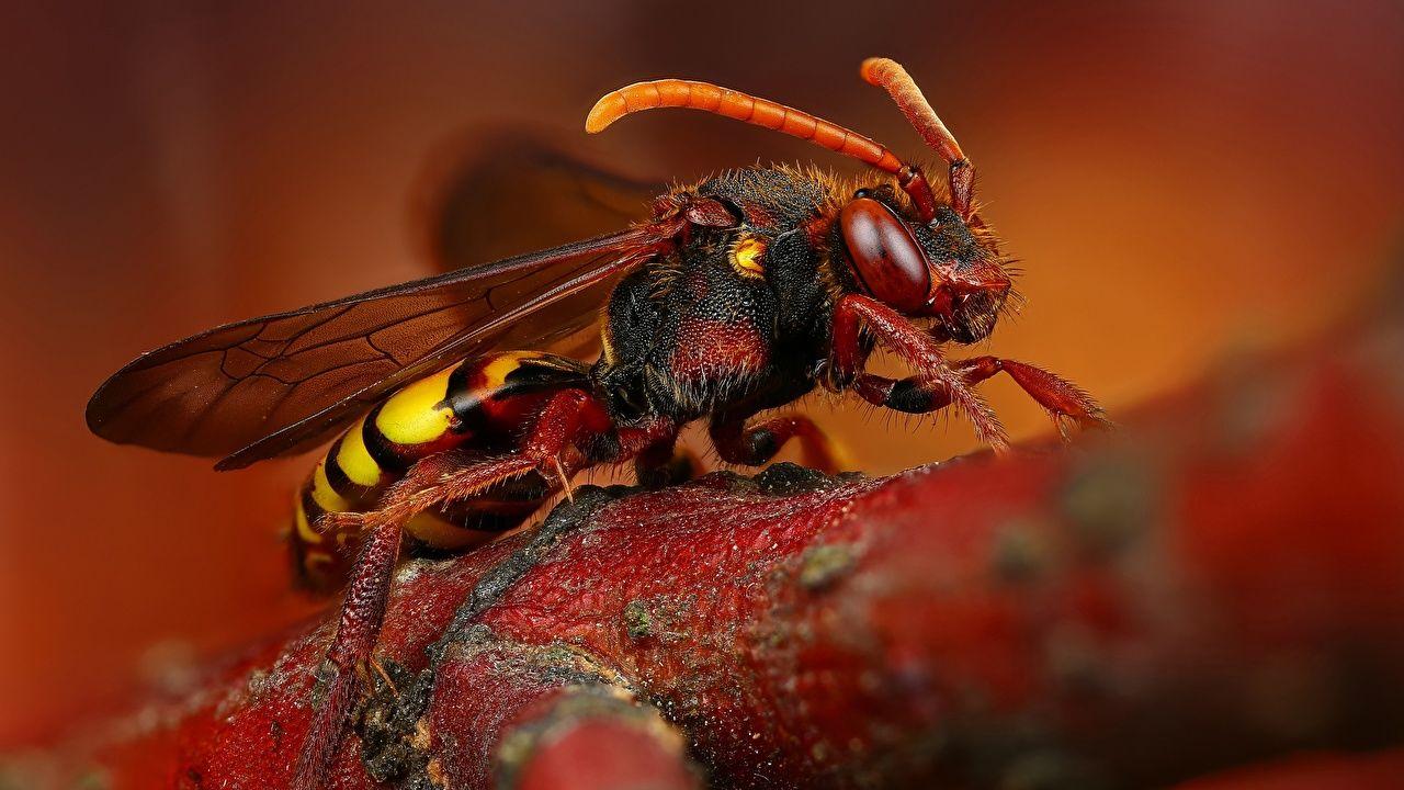 1280x720 Photos Hornet Insects Macro photography animal Closeup