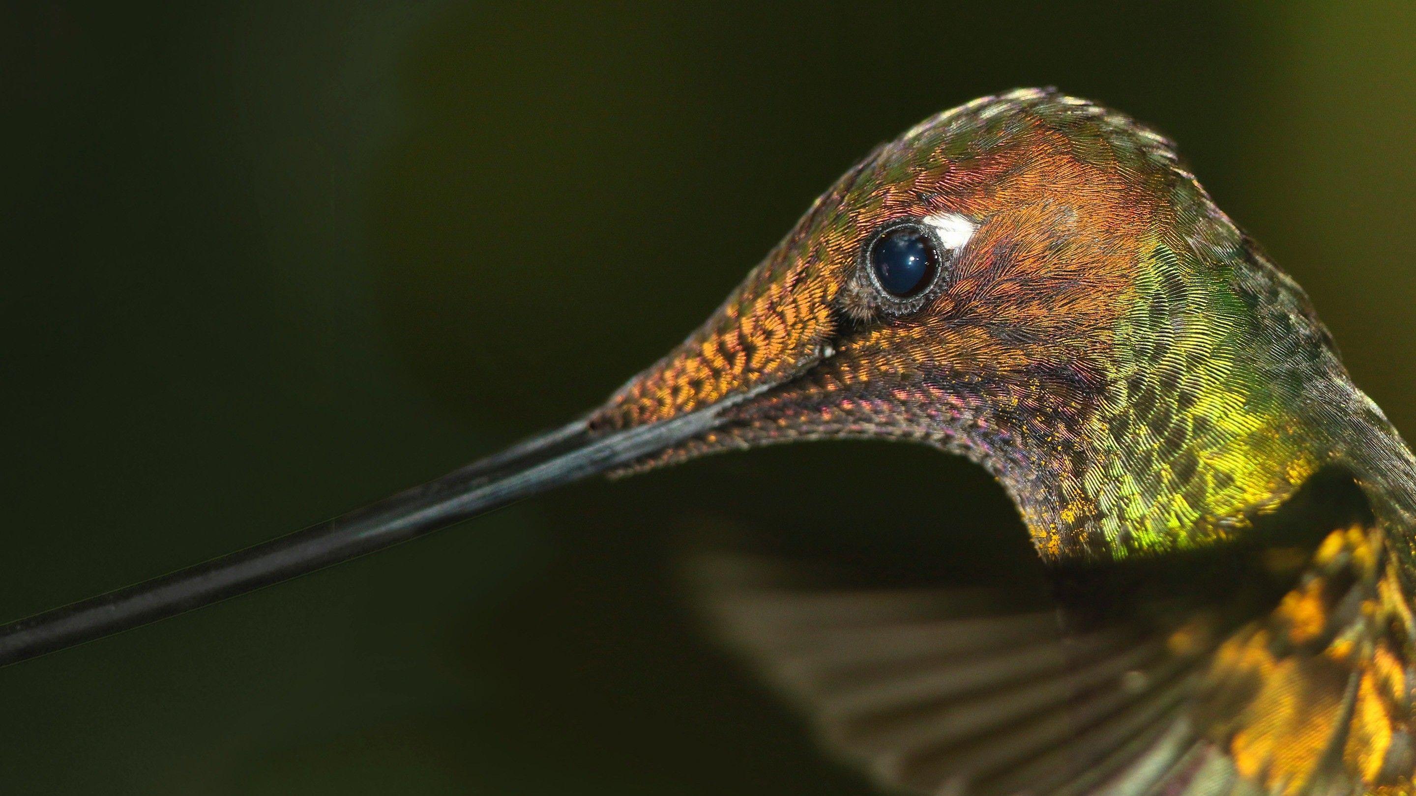 2880x1620 Macro Photography of Hummingbird HD Wallpaper