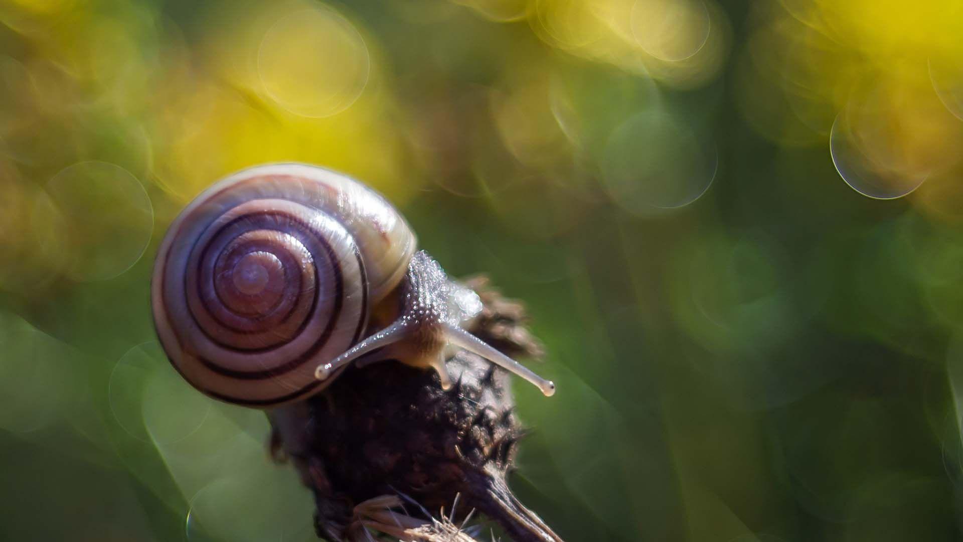 1920x1080 Snail Macro Photography Wallpaper 51242 1920x1080px