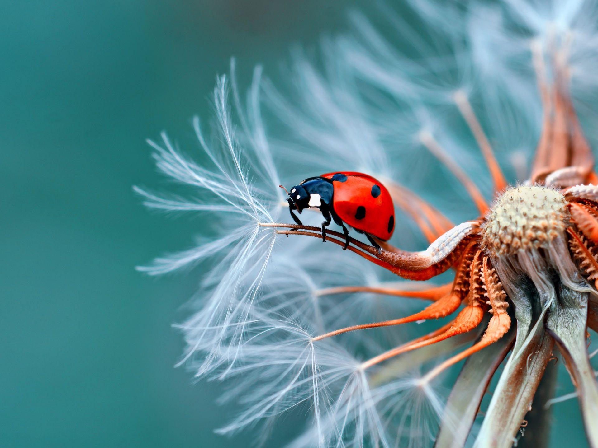 1920x1440 Insect Bubamara On Dandelion Macro Photography Ultra HD