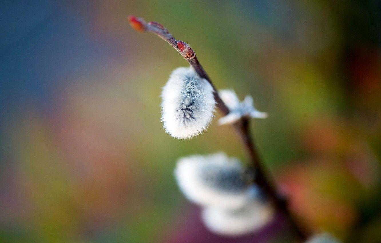 1332x850 Wallpaper macro, bright, background, branch, spring, pussy