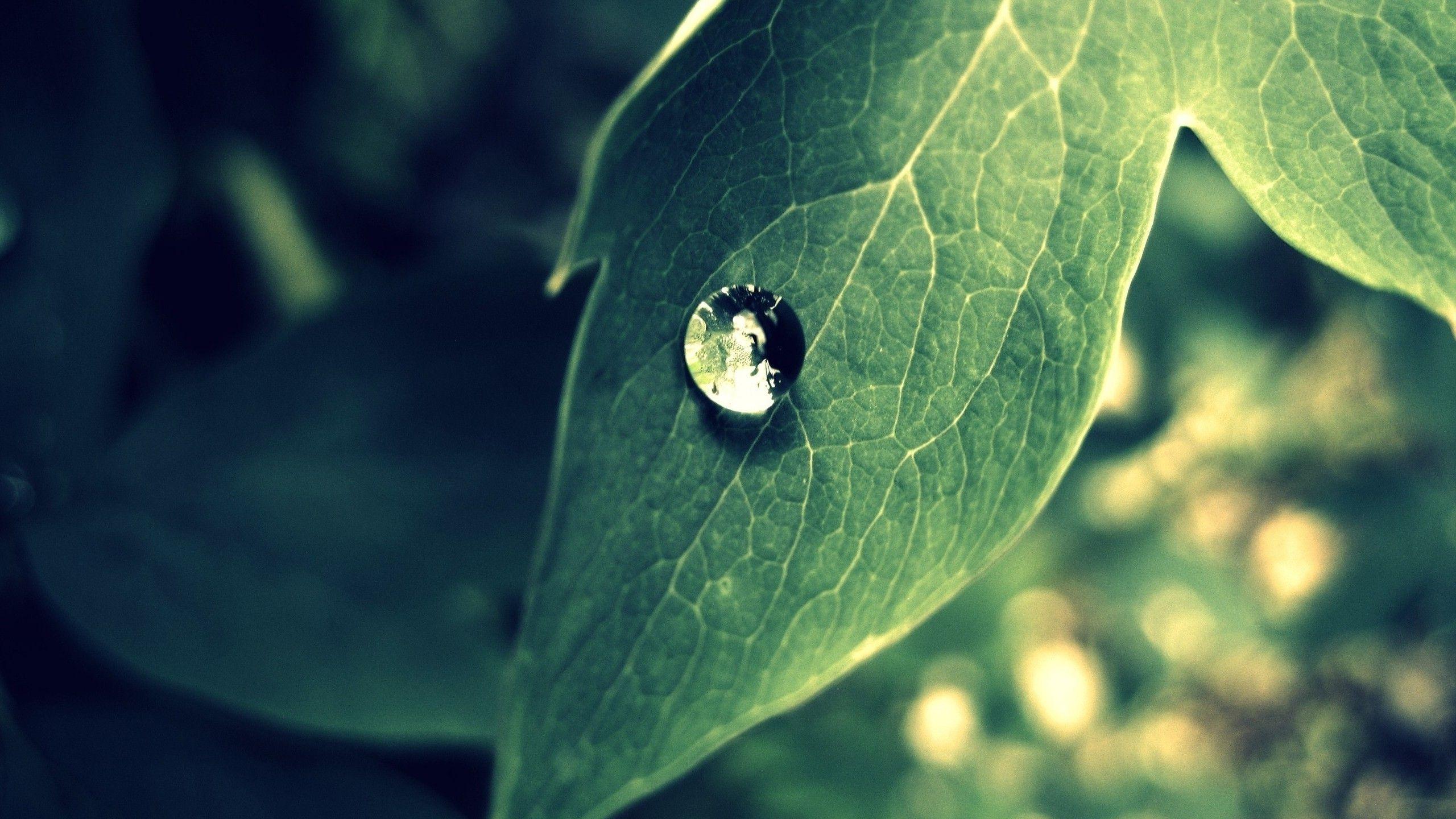 2560x1440 Nature Photography 2 1440P Resolution HD 4k