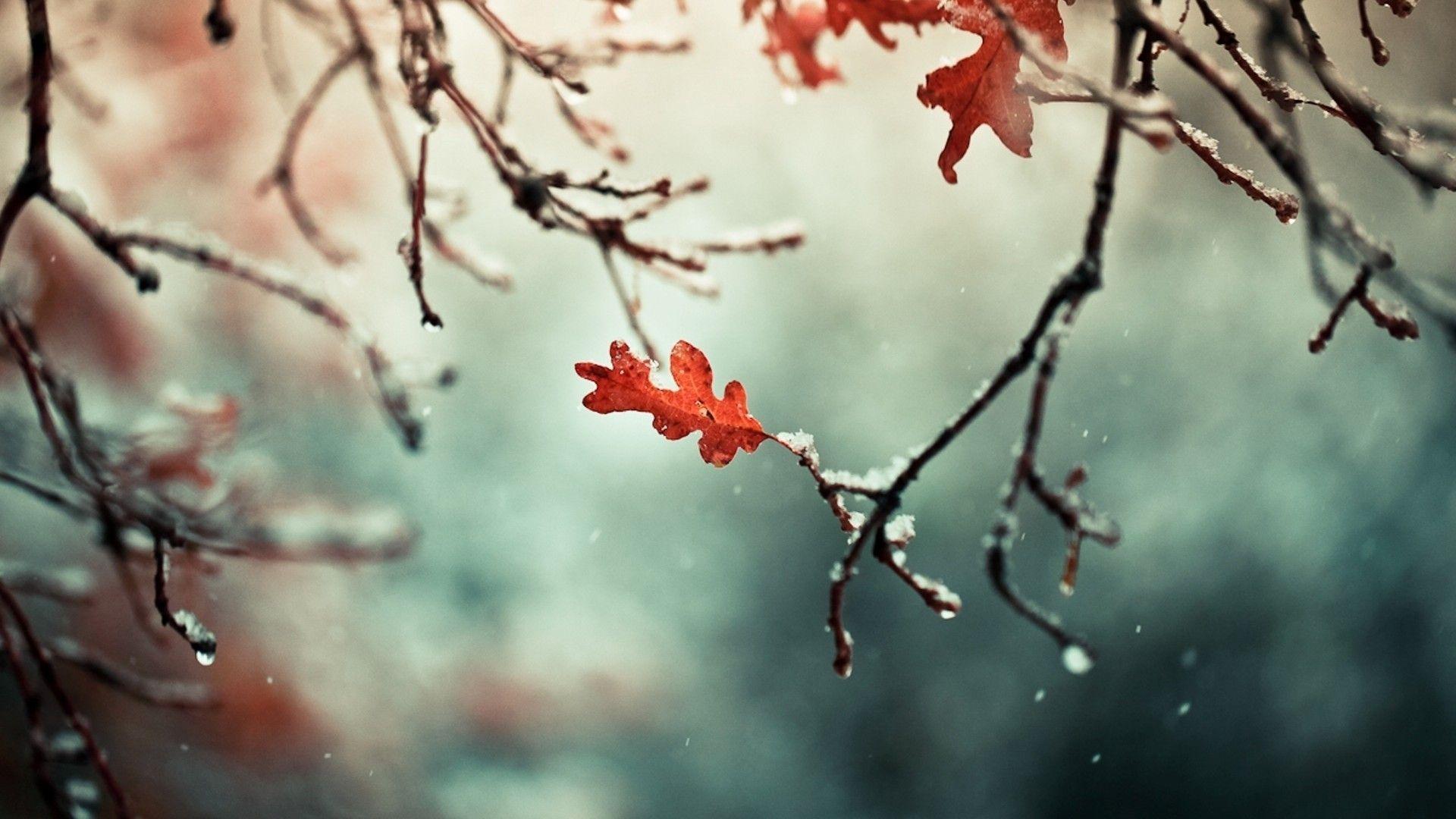 1920x1080 Nature Photography HD Wallpaper 1920x1080