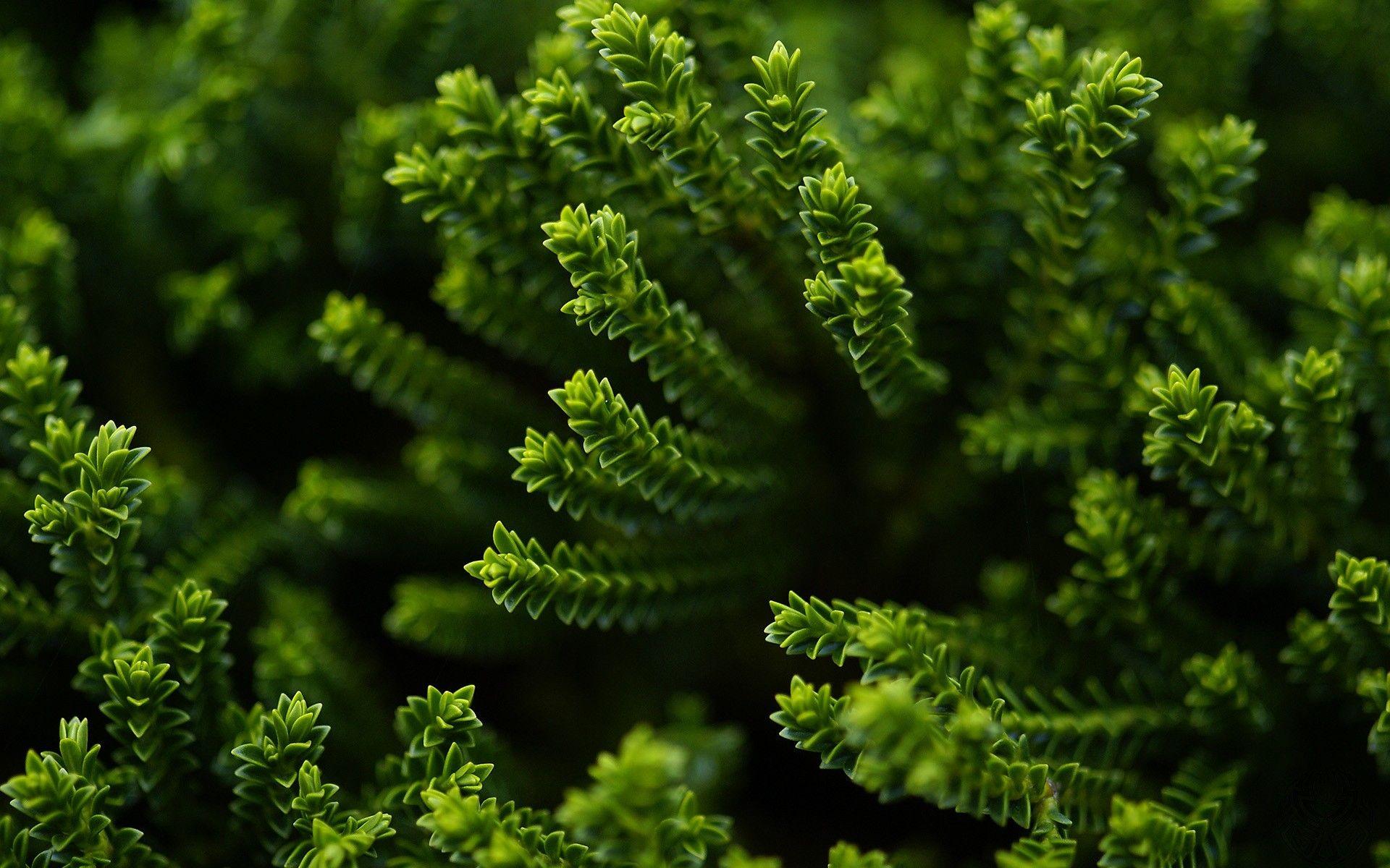 1920x1200 Green Plant Nature Photography Wallpaper HD Cool Image Free