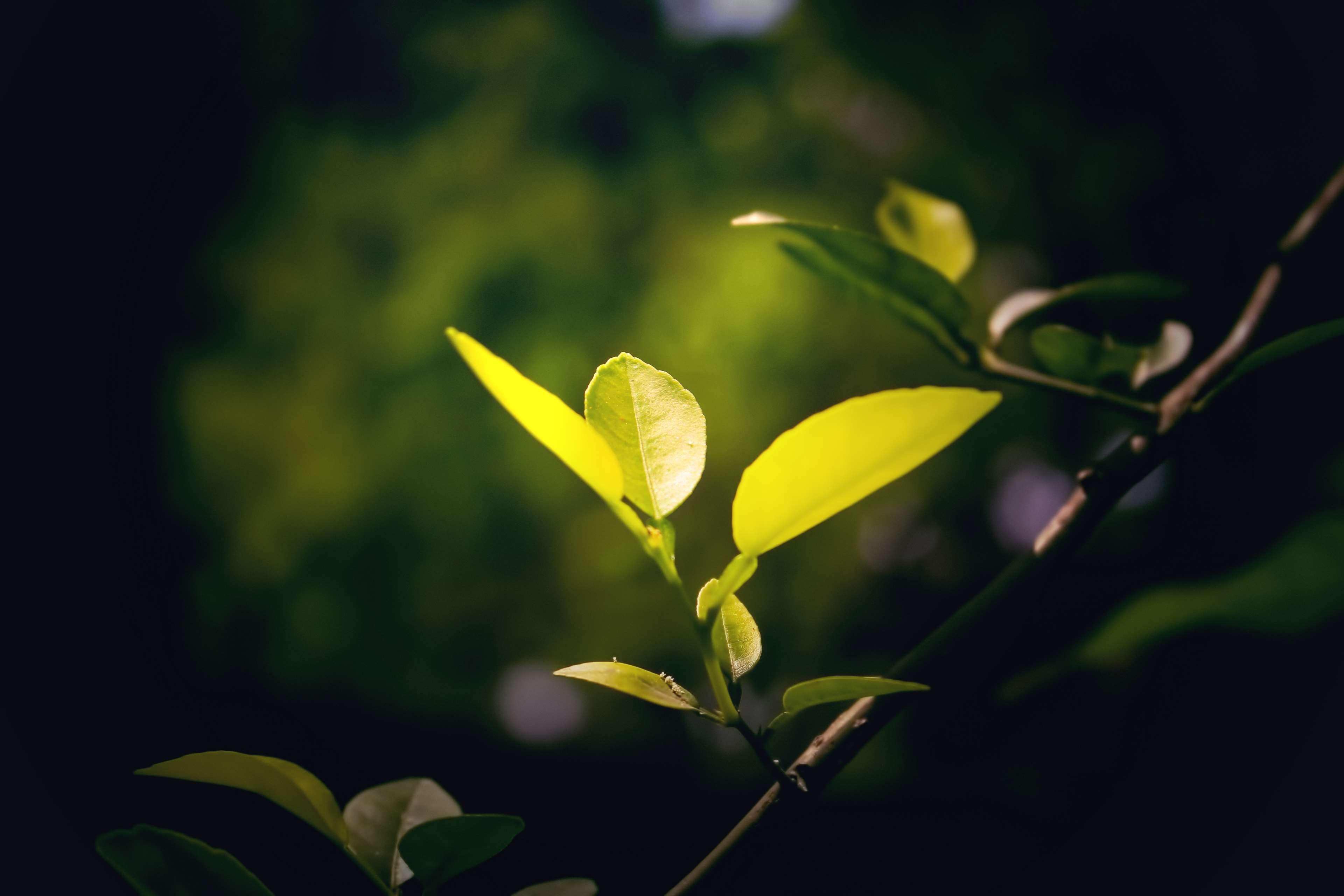 3840x2560 green, leaf, nature photography 4k wallpaper