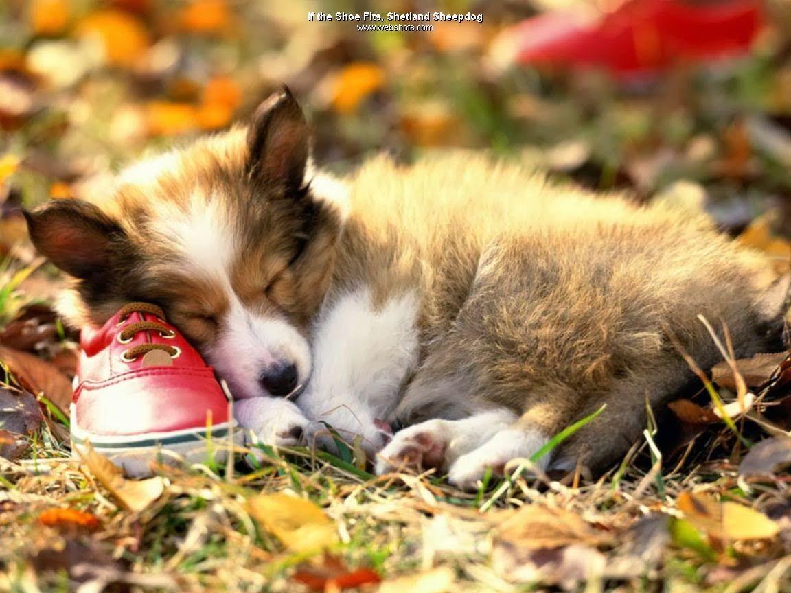 Autumn Pets Desktop Wallpapers - Top Free Autumn Pets Desktop