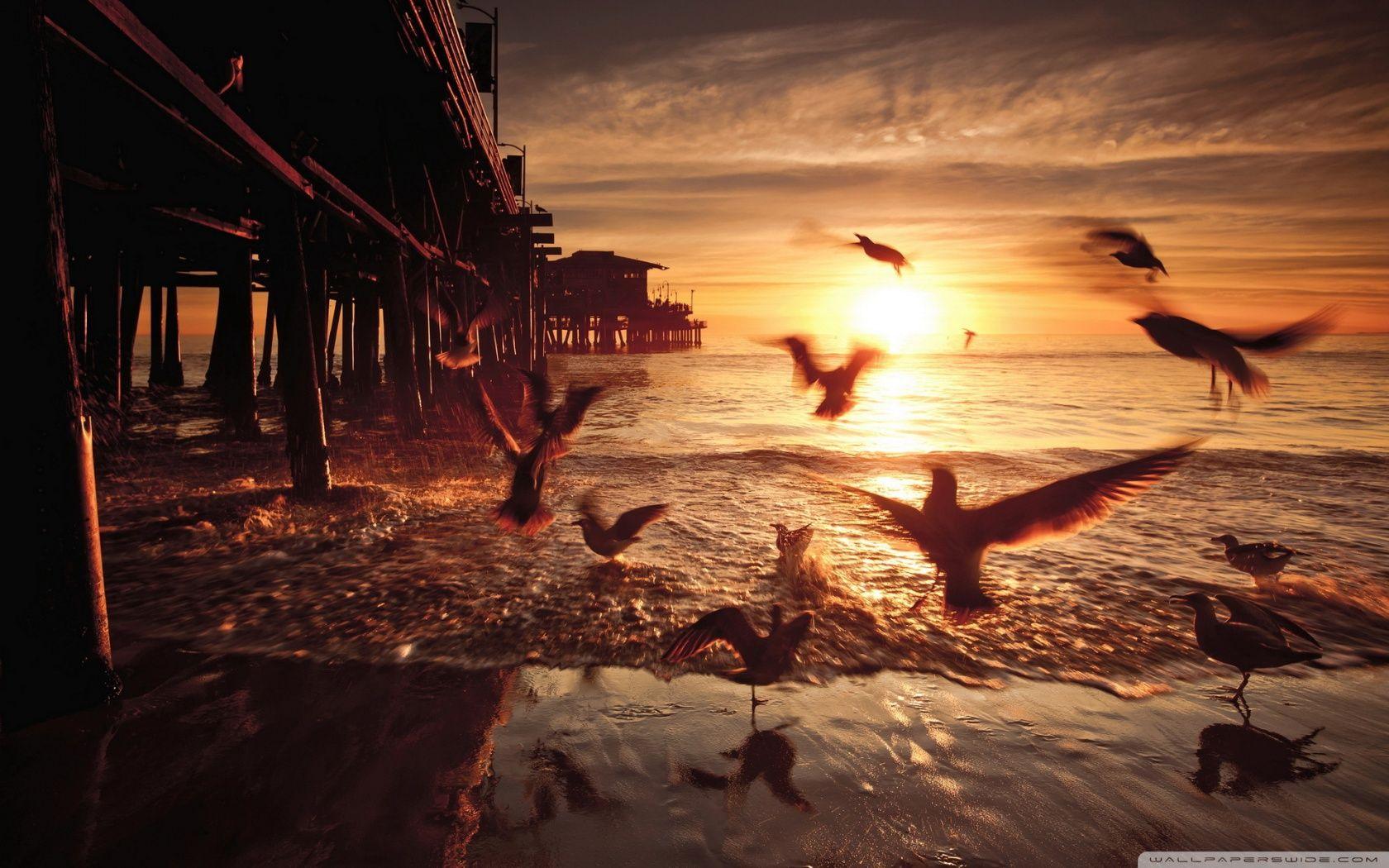 1680x1050 Sea and Fly Birds ❤ 4K HD Desktop Wallpaper for 4K Ultra HD TV
