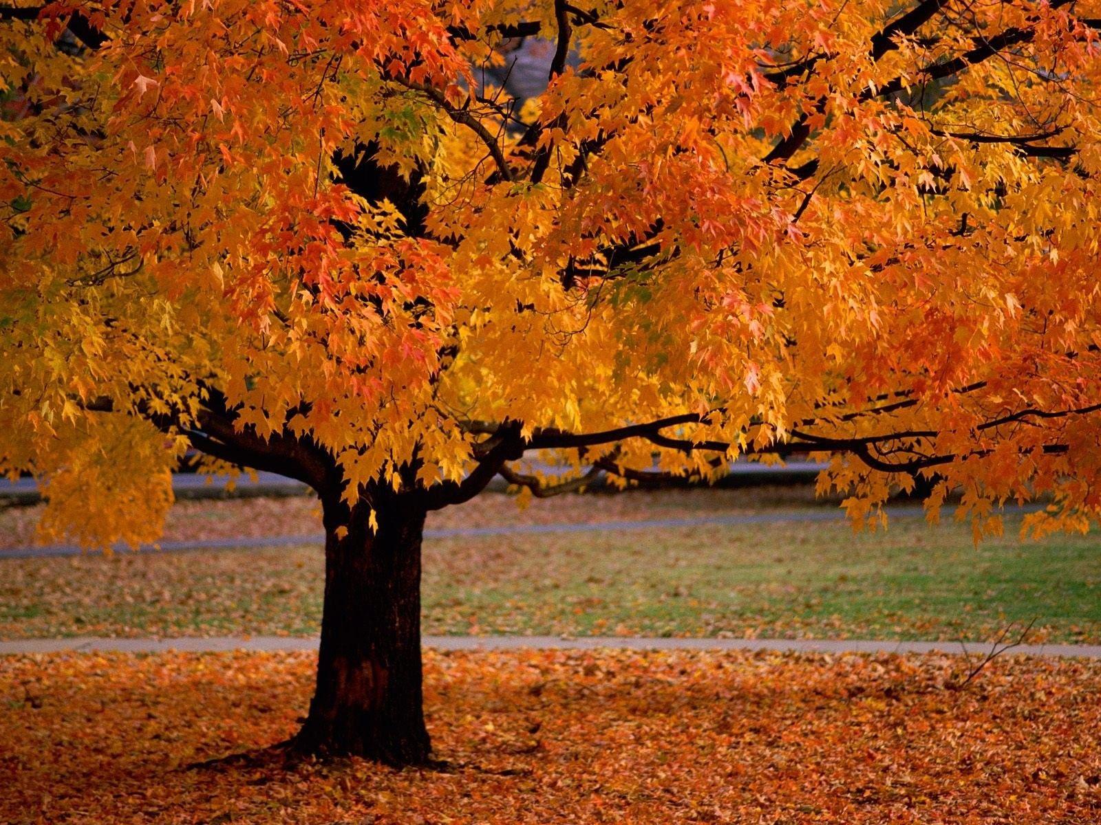 1600x1200 Autumn, Leaves, Fallen, Orange, Forest, Ultra HD, Desktop Wallpaper, Landscape, Leaves, Mobile Phone, HD Wallpaper
