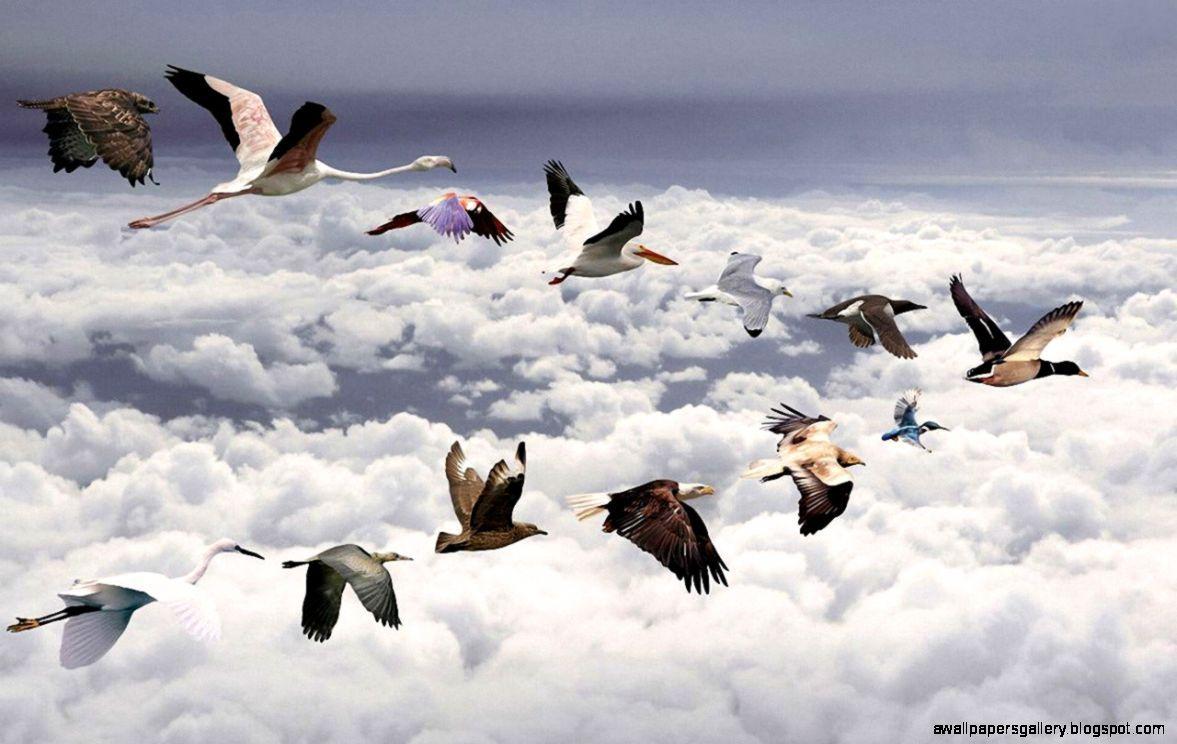 1177x744 Flying Bird Wallpaper