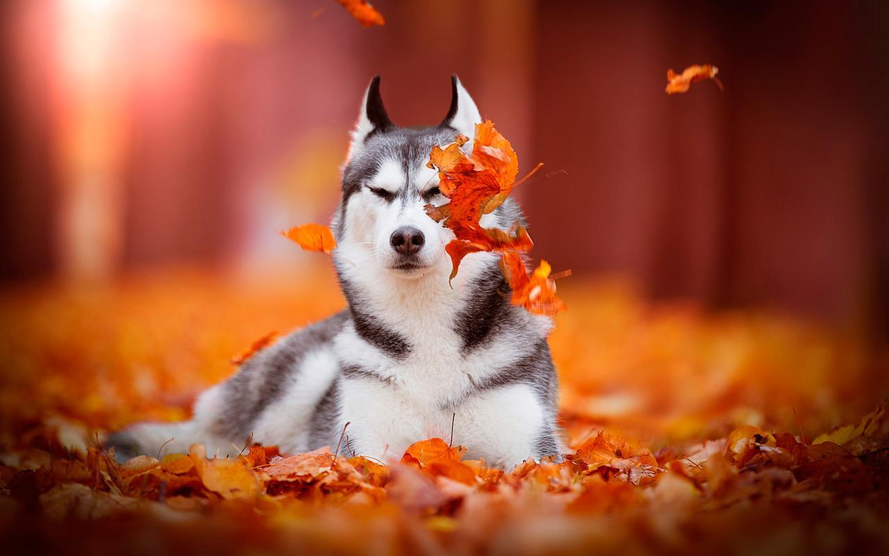 Autumn Pets Desktop Wallpapers - Top Free Autumn Pets Desktop Backgrounds - WallpaperAccess