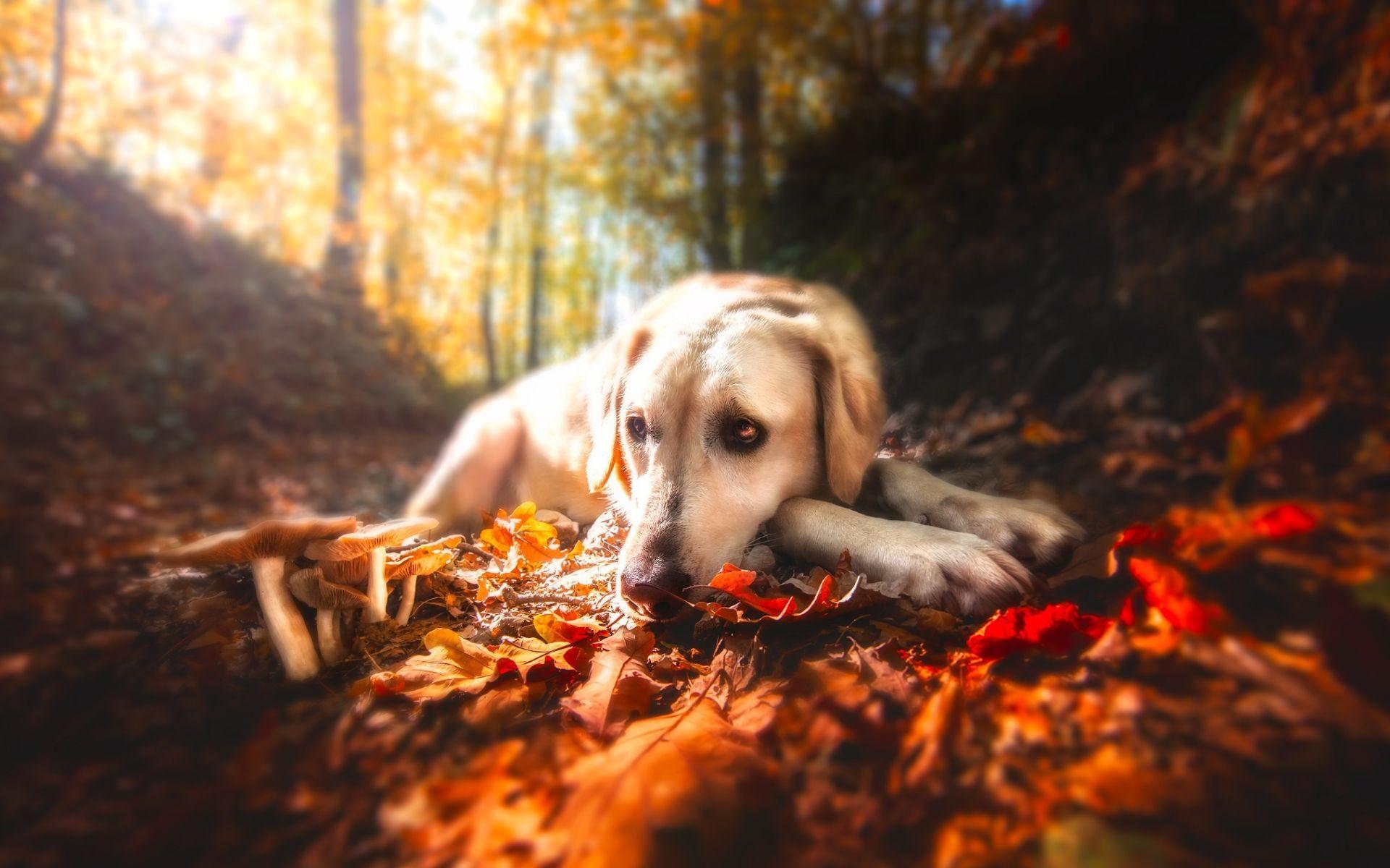 Autumn Pets Desktop Wallpapers Top Free Autumn Pets Desktop