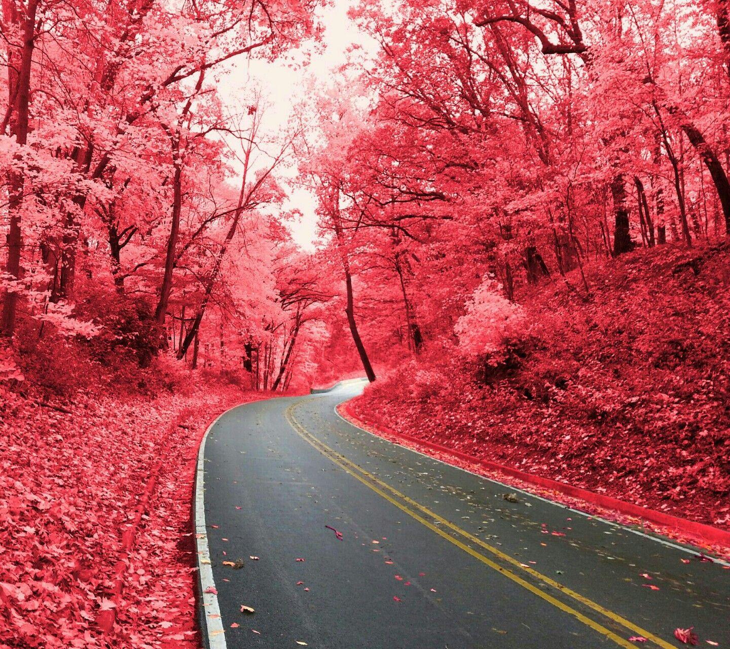 Pink Autumn Wallpapers Top Free Pink Autumn Backgrounds WallpaperAccess