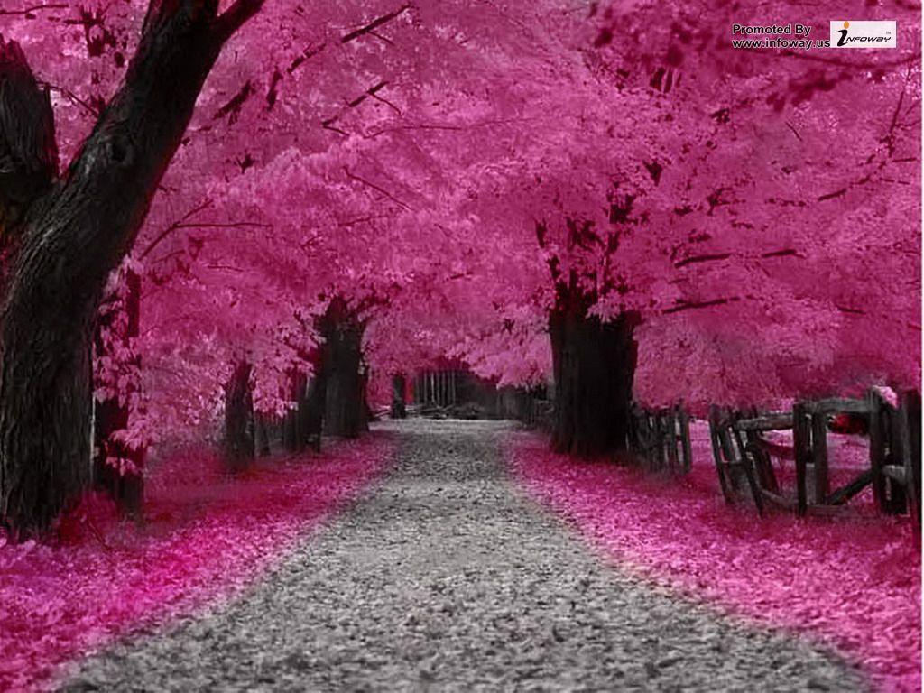 Pink Autumn Wallpapers - Top Free Pink Autumn Backgrounds - WallpaperAccess