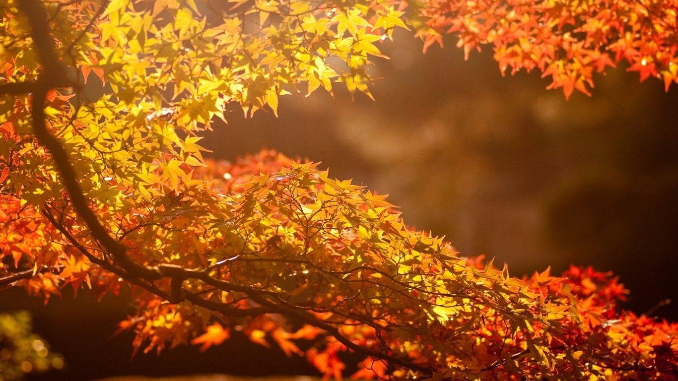 1366x768 Autumn beautiful computer desktop wallpaper 47871