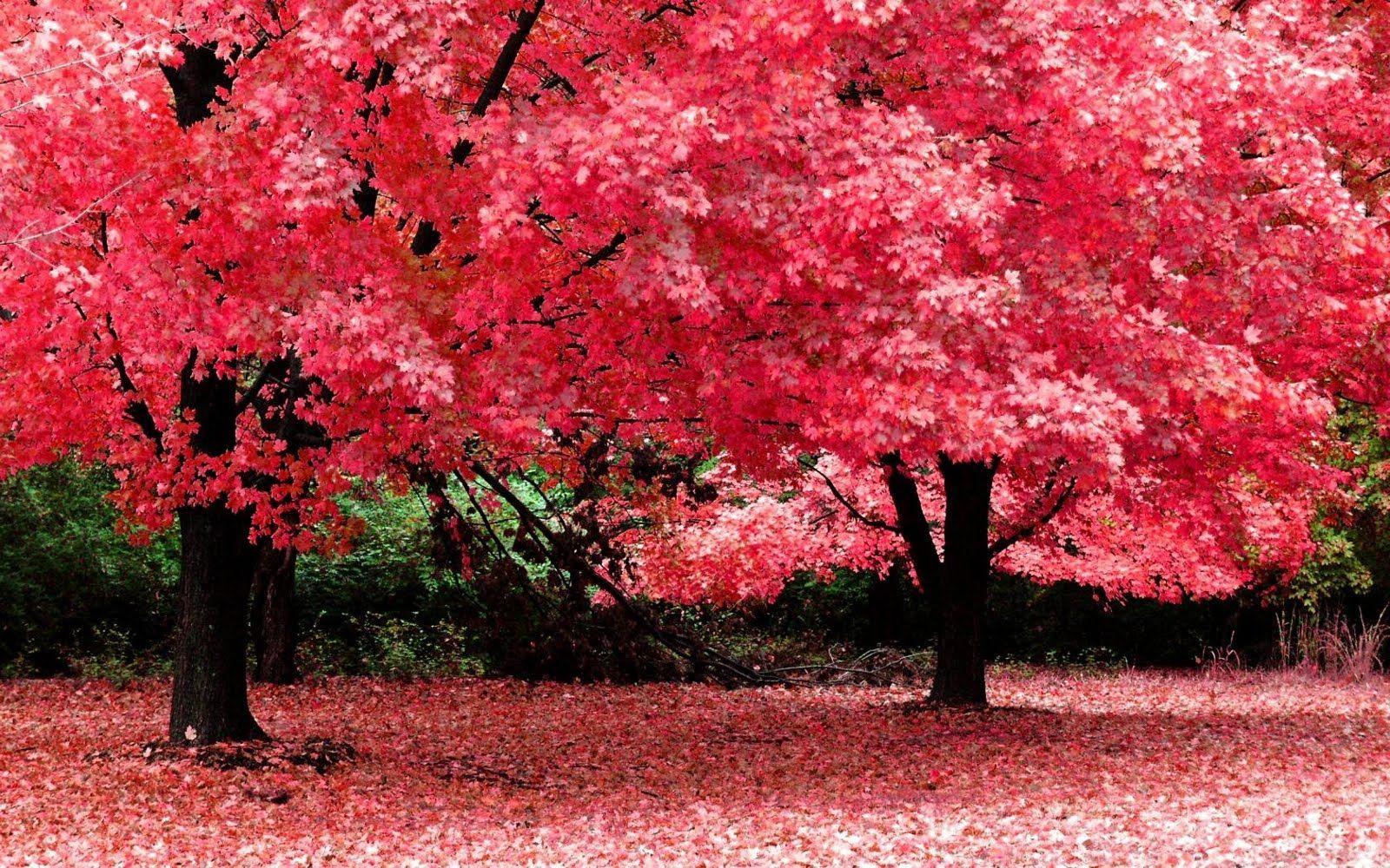 1600x1000 cực đẹp.  Cây đẹp, cây màu hồng, lá thiên nhiên