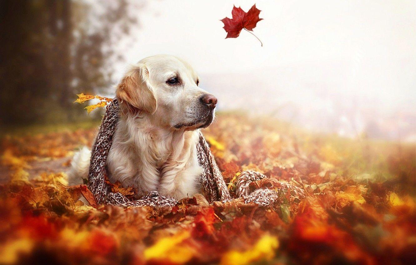 1332x850 Wallpaper autumn, leaves, nature, dog, scarf, Golden