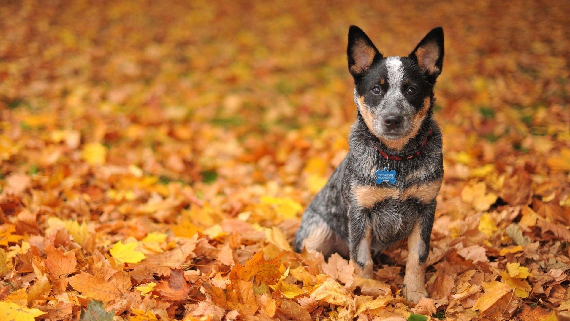 Autumn Pets Desktop Wallpapers - Top Free Autumn Pets Desktop