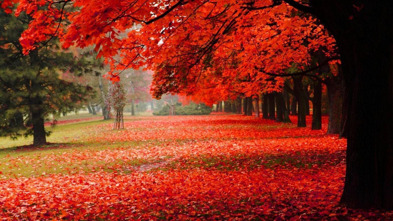 1366x768 Fall Wallpaper, Background, Image, Picture Design