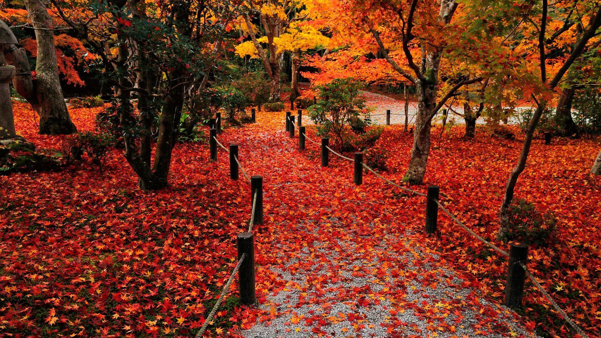 1920x1080 Autumn Leaves Photo 08229