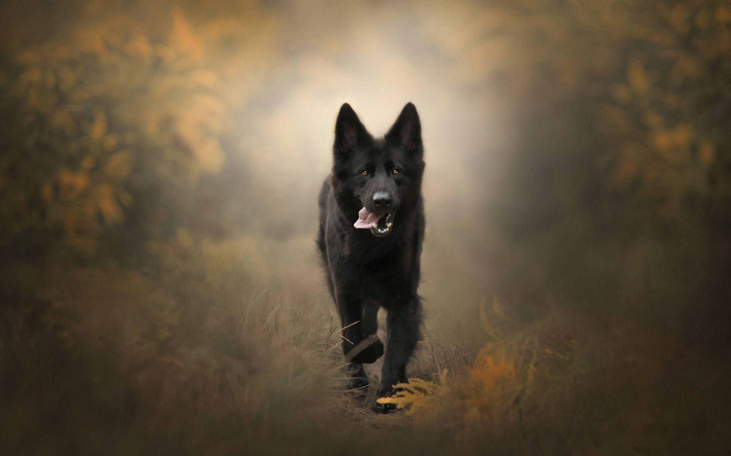 2560x1600 Download wallpaper black dog, forest, autumn, forest road