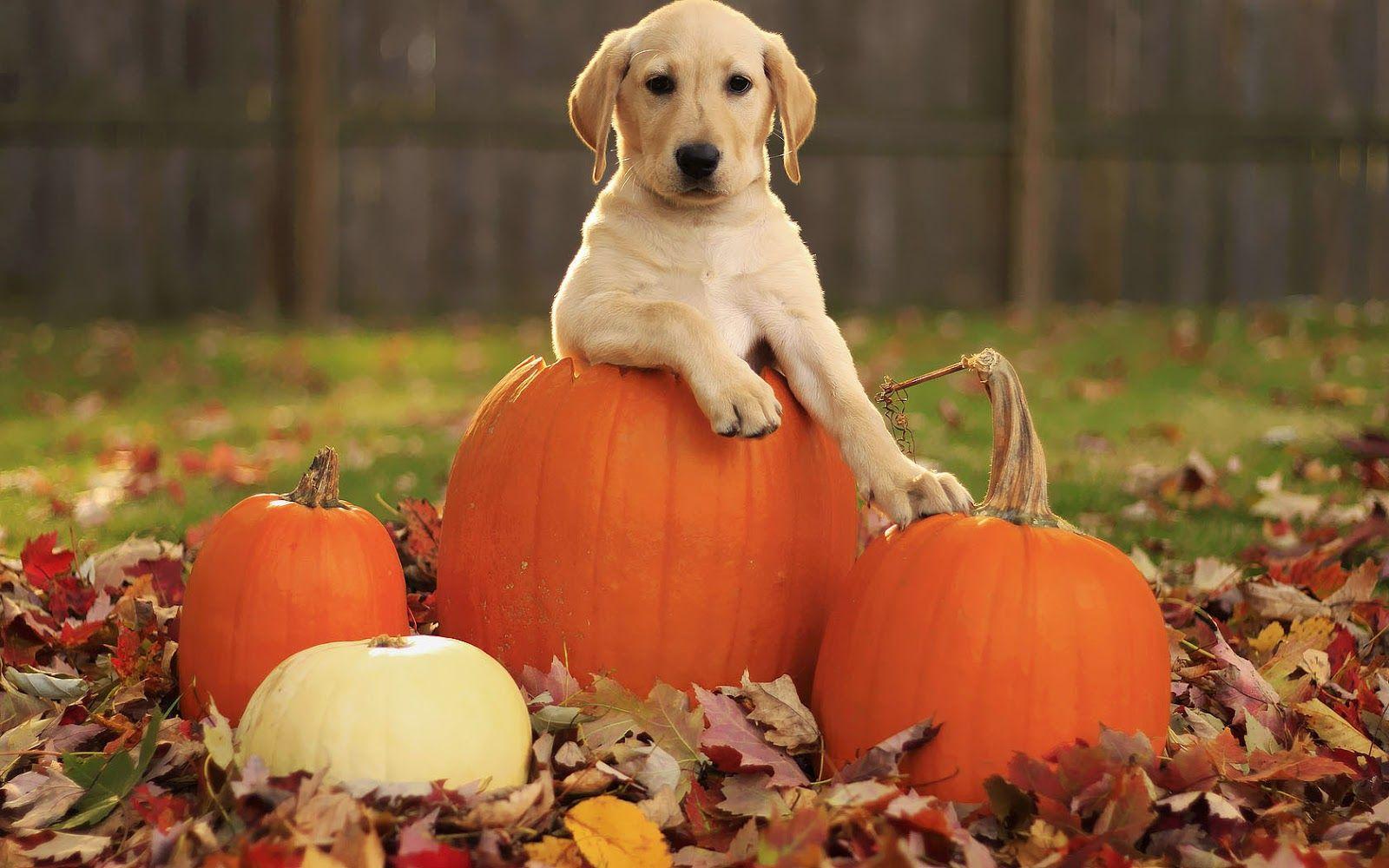 1600x1000 Free Fall Wallpaper with Dogs