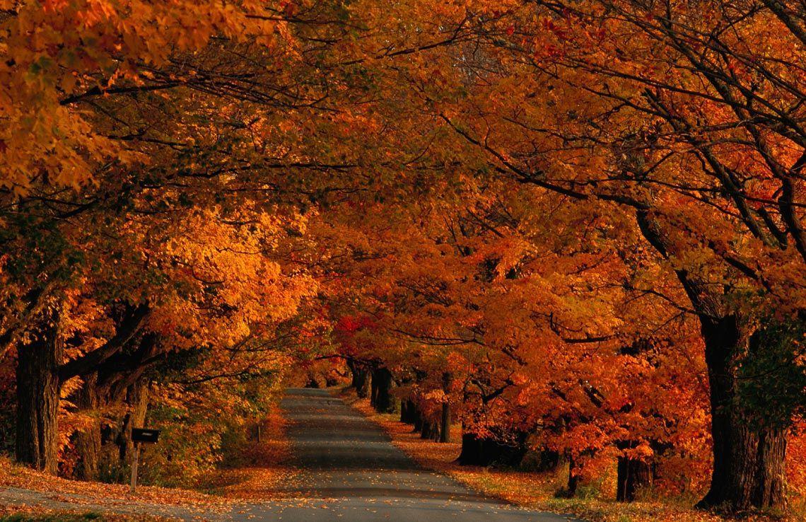 1140x738 Free Fall Pumpkin Desktop Wallpaper Decorate Your Desktop