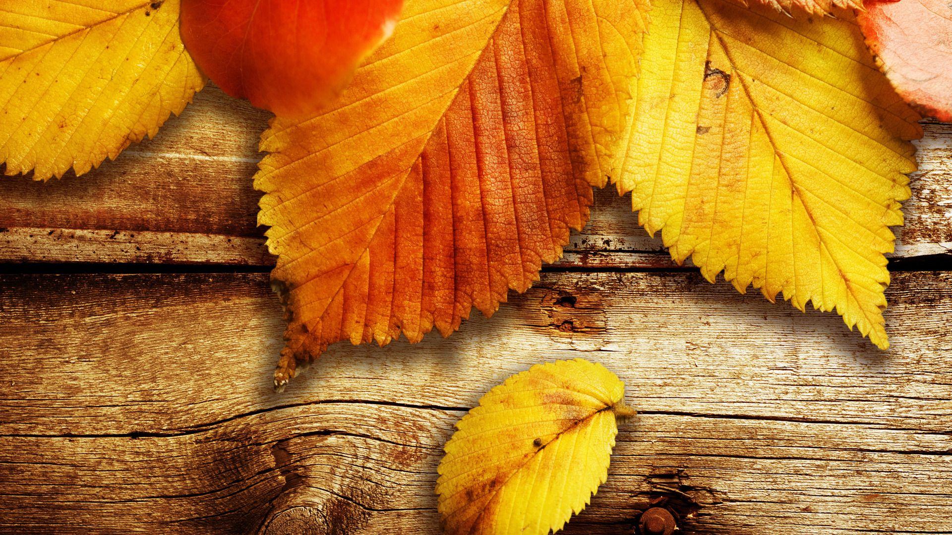 1920x1080 Autumn Leaves Wallpaper High Quality