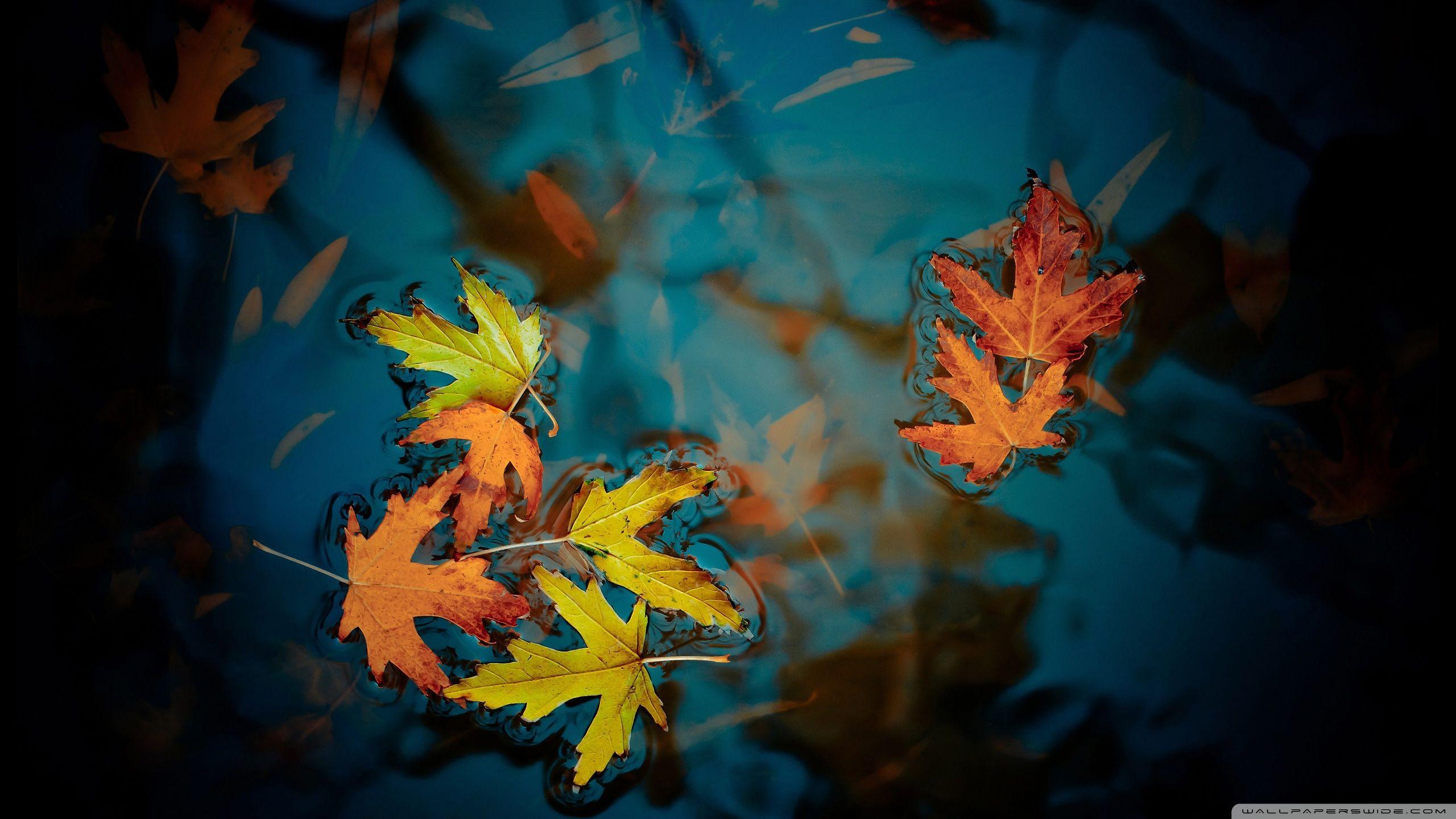2560x1440 Autumn Leaves HD Wallpaper FREE Picture