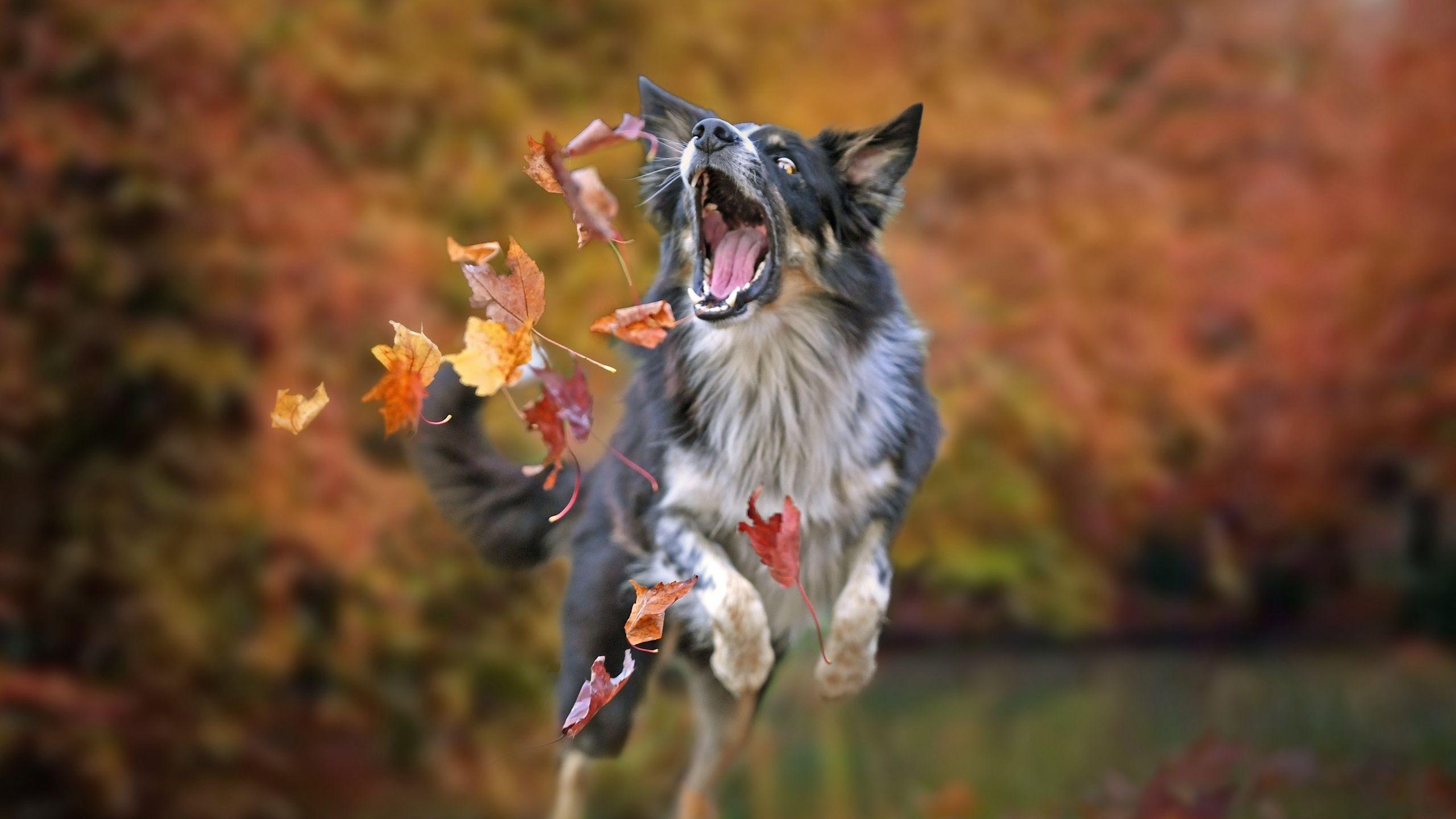 Autumn Pets Desktop Wallpapers Top Free Autumn Pets Desktop