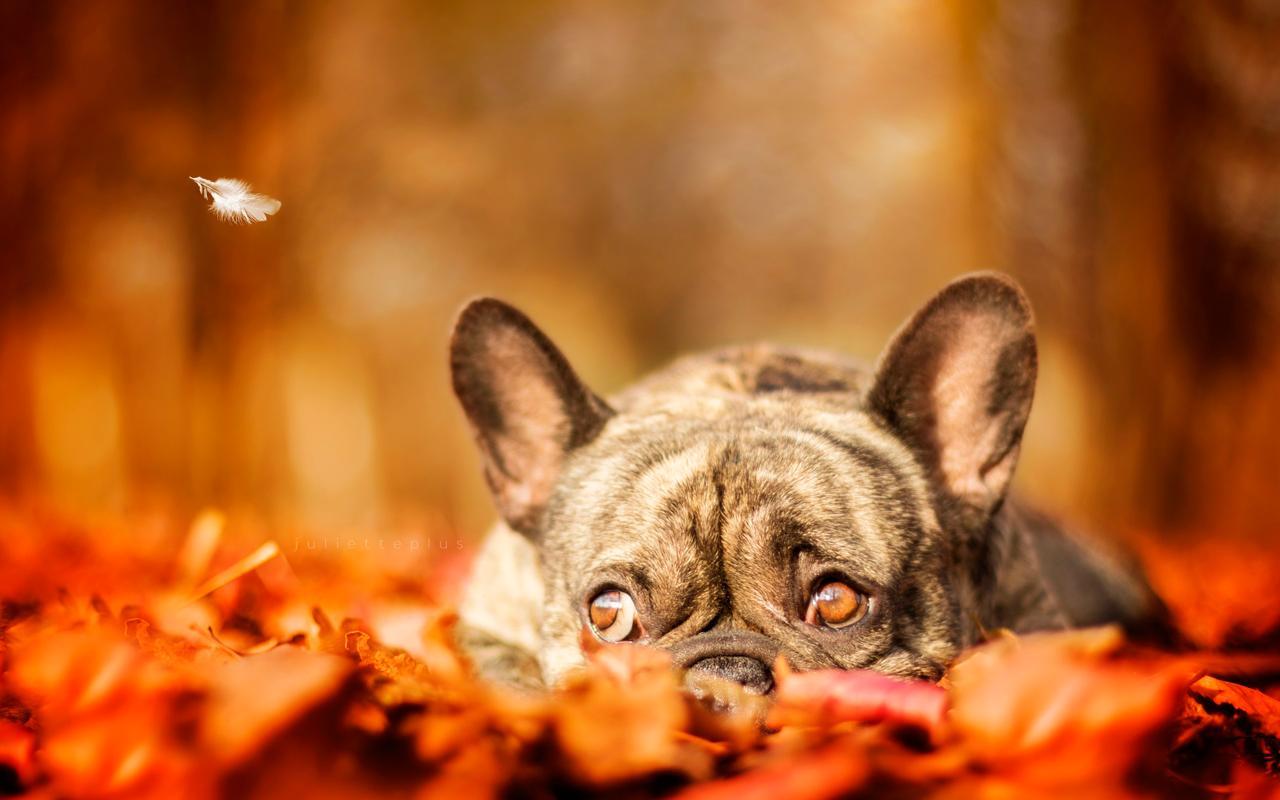 fall backdrop Fall backdrop digital photography background fall autumn