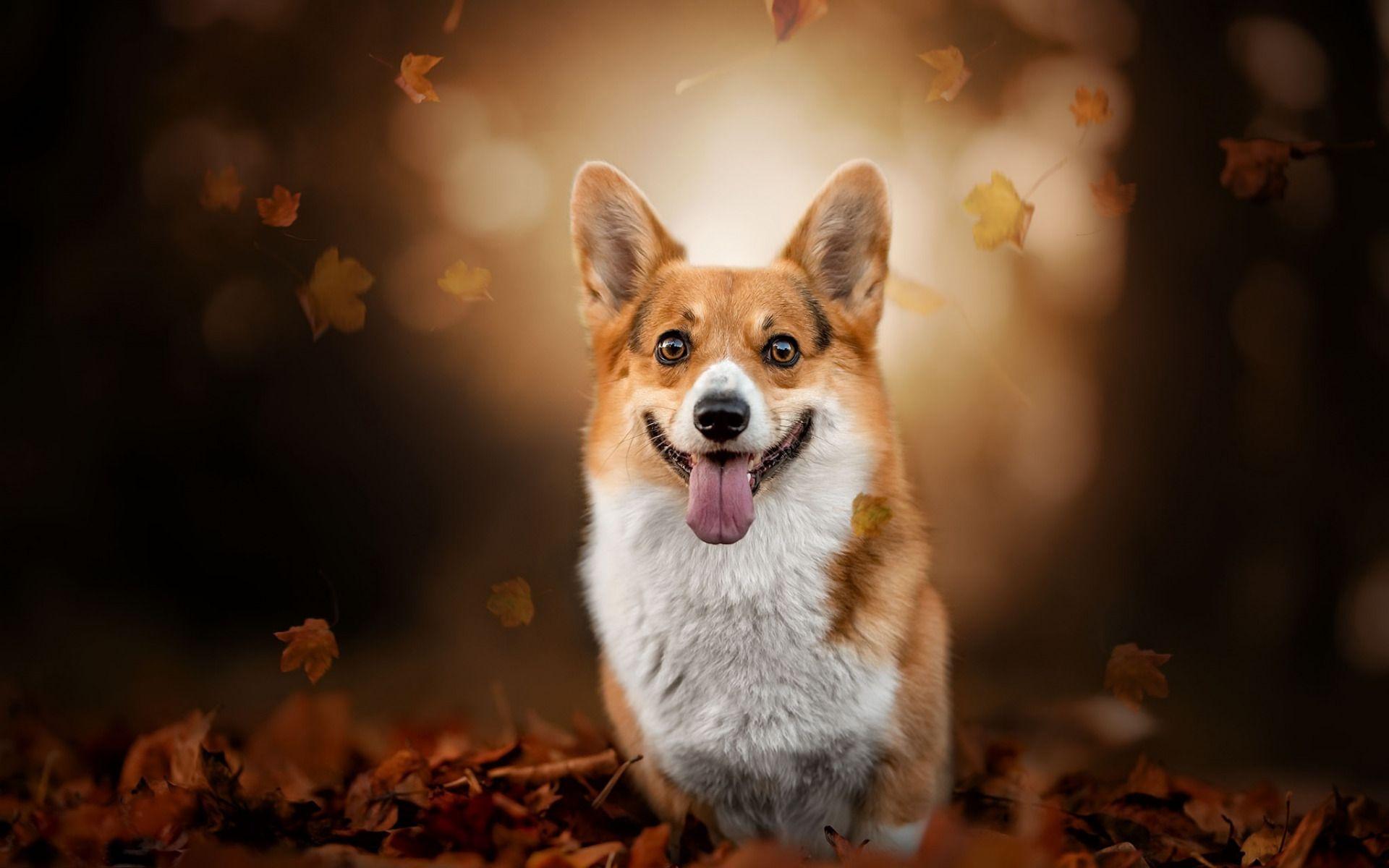 Autumn Pets Desktop Wallpapers - Top Free Autumn Pets Desktop ...